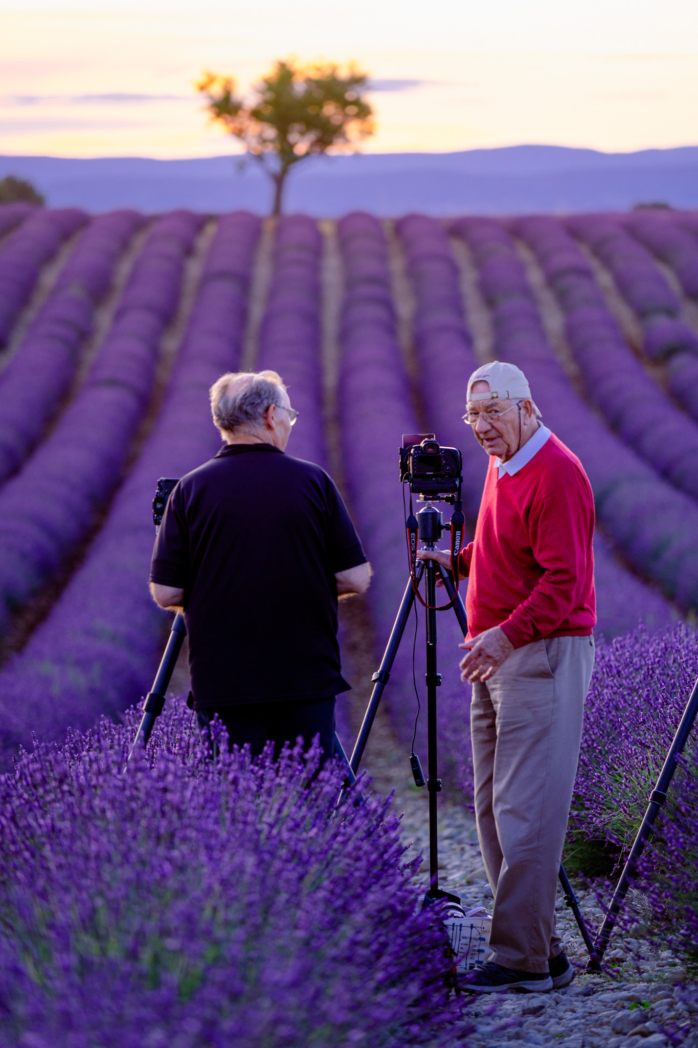 Lavande, Provence 2021