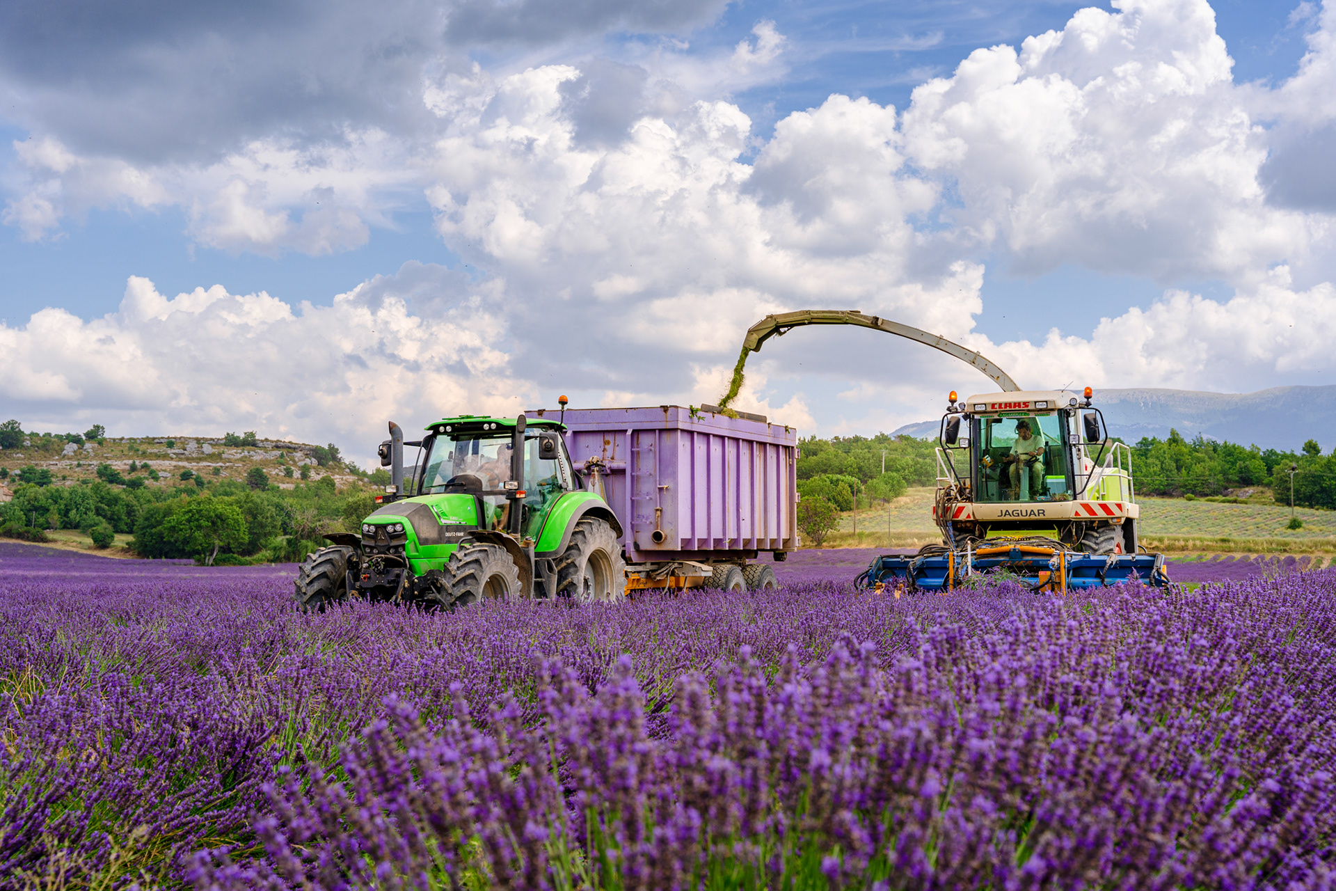 Lavande, Provence 2021