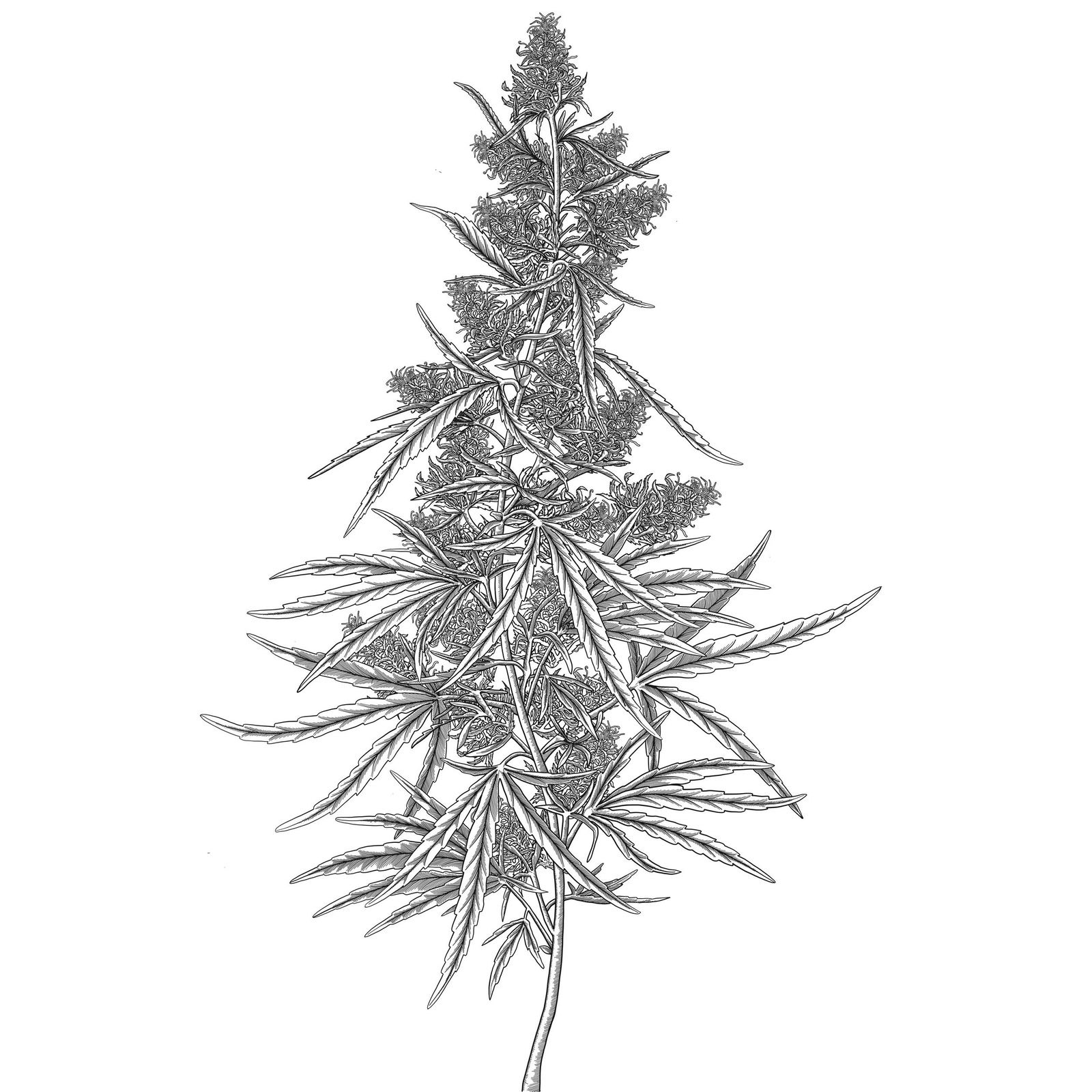 Cannabis