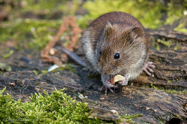 Wouter Cardoen Nature Photography - Bank Vole - Rosse Woelmuis - Myodes 