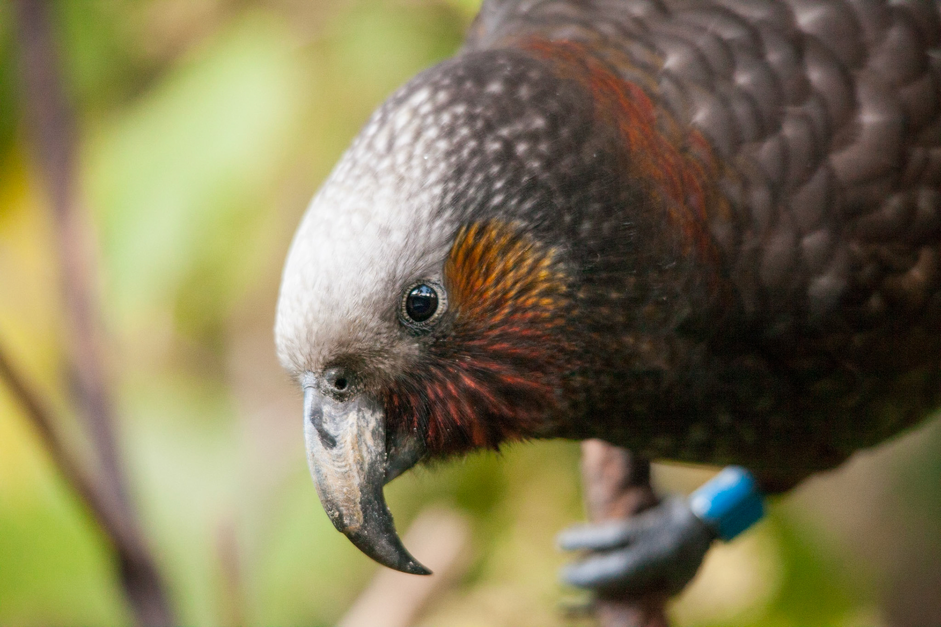 north island kaka, new zealand