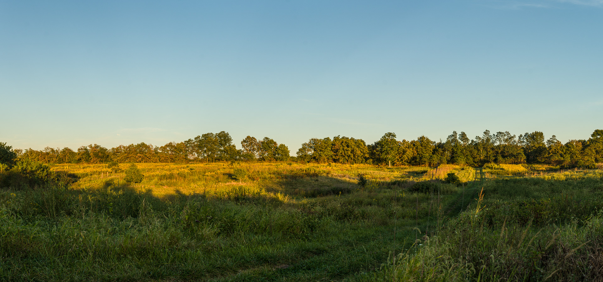 Tom Kimmerer - Woodland Pastures