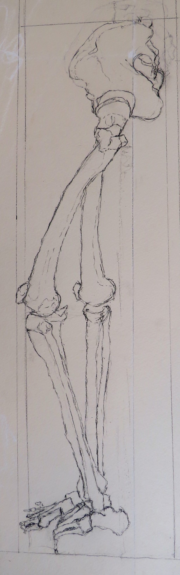 Leg Bones Detail