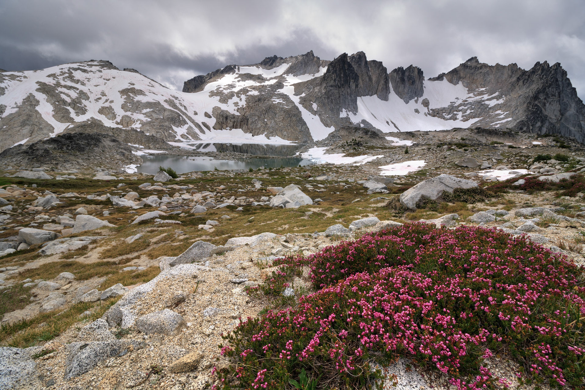Heather in the Upper Enchantments, Alpine Lakes Wilderness, Washington