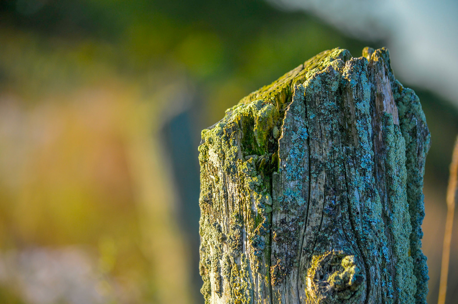 Moss covered fence post at dawn