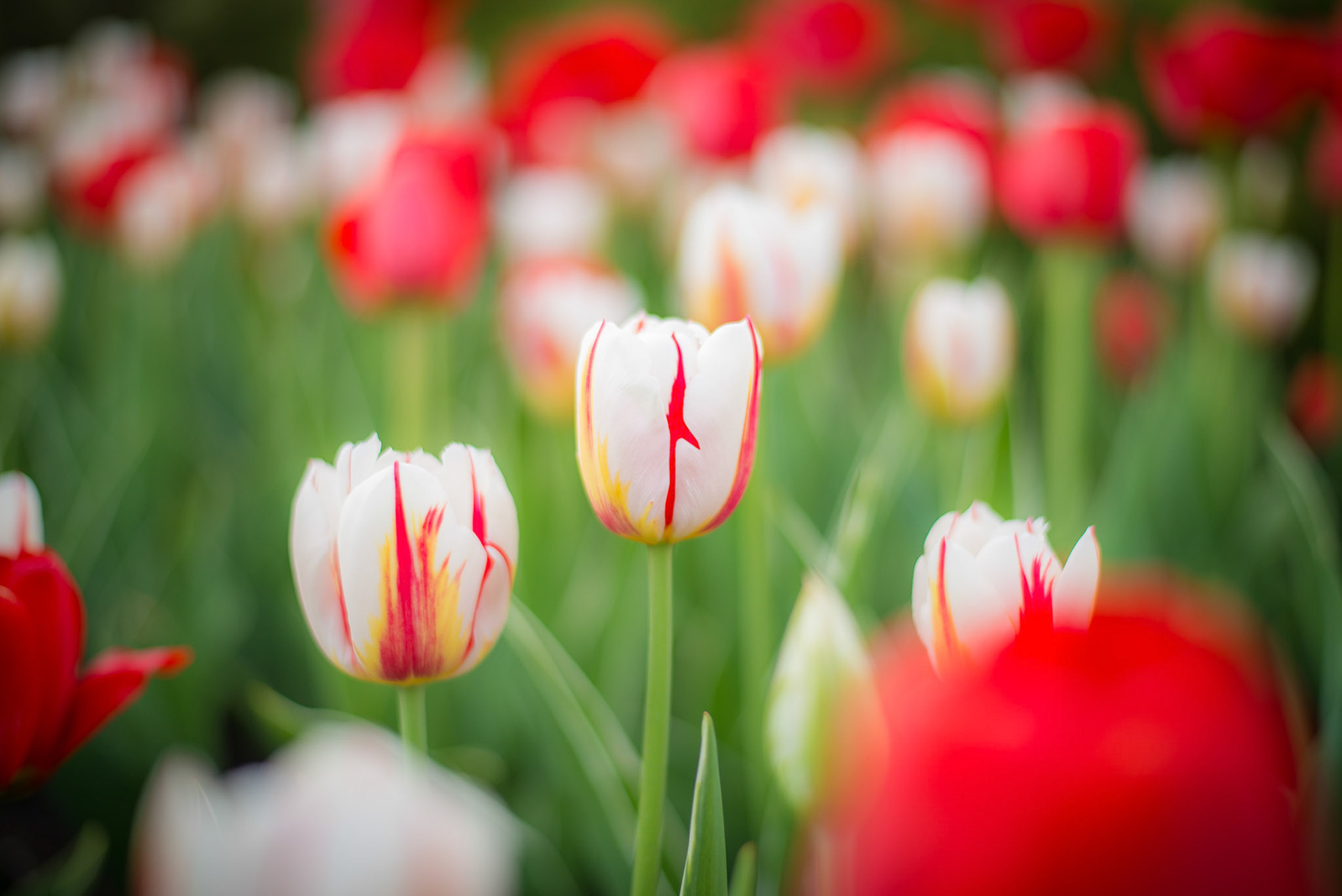 The Canada 150 year Tulip