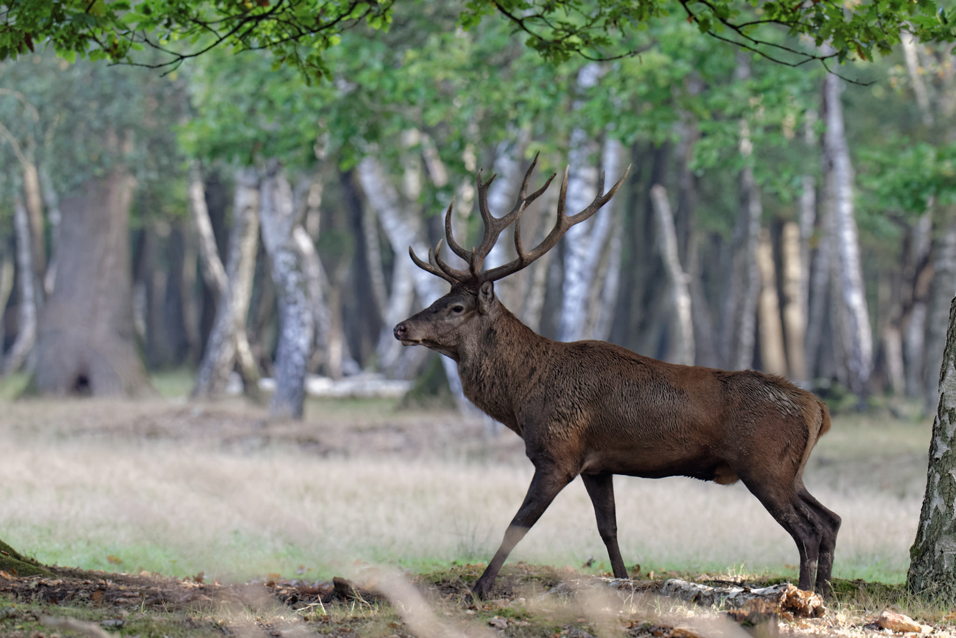 Thierry Ladreyt  Photographe  Brame du Cerf en forêt de Rambouillet