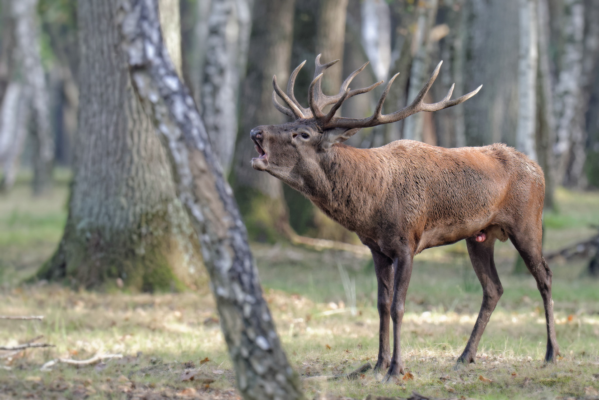 Thierry Ladreyt  Photographe  Brame du Cerf en forêt de Rambouillet