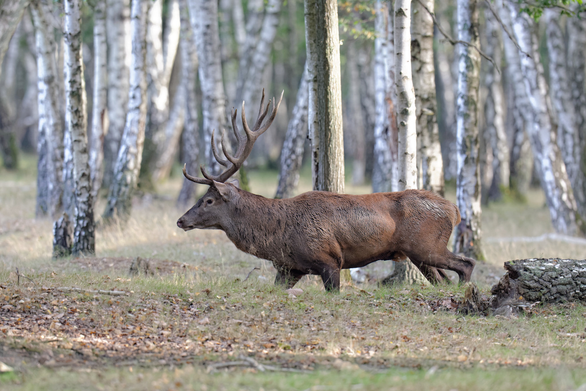 Thierry Ladreyt  Photographe  Brame du Cerf en forêt de Rambouillet