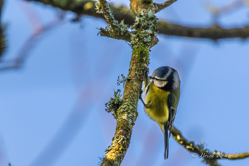 A Blue Tit fedding on a oak tree branch