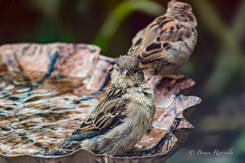A house sparrow taking a bath