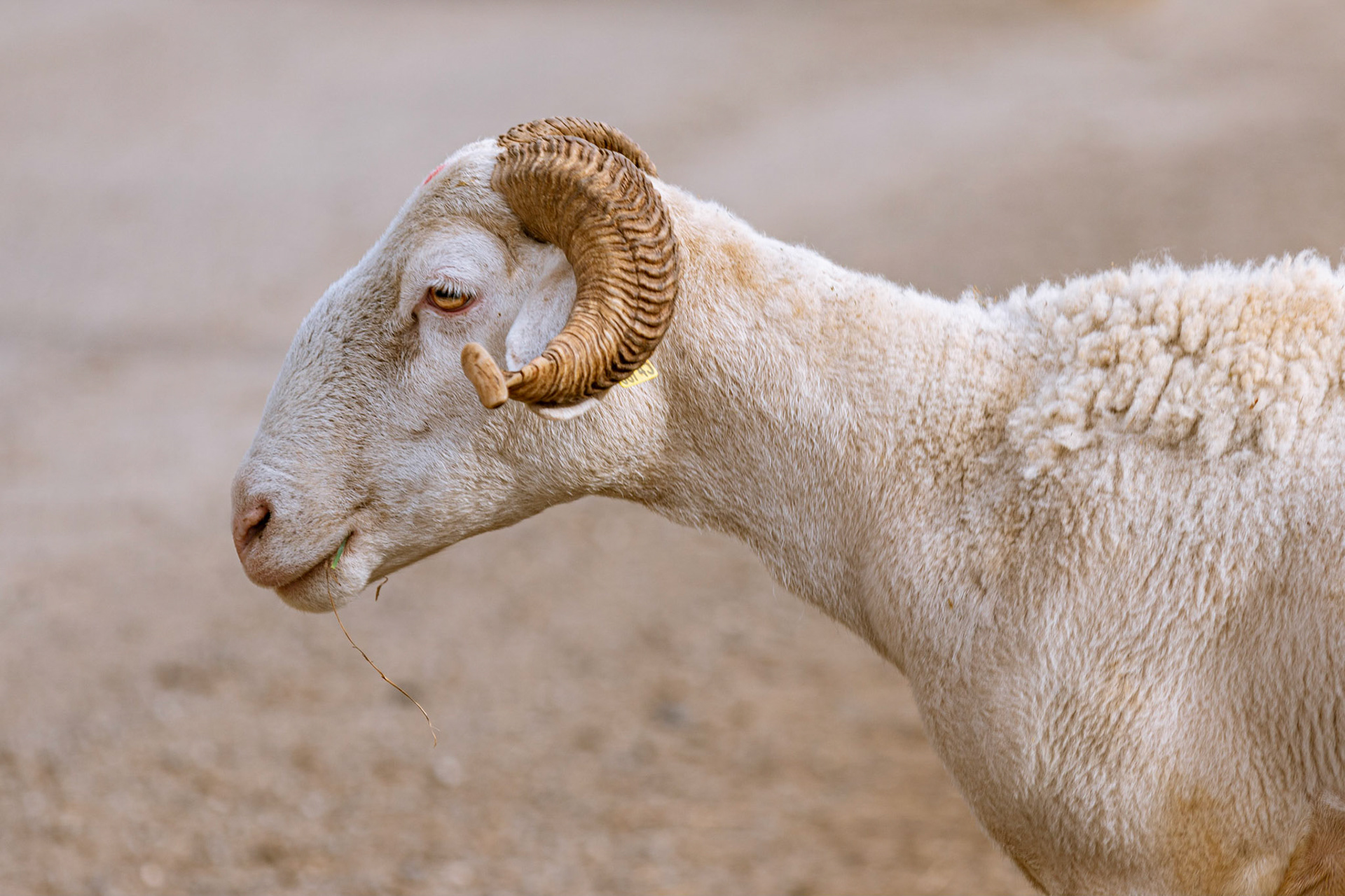Mouton des Pyrénées, Mayrègne (Pyrénées)