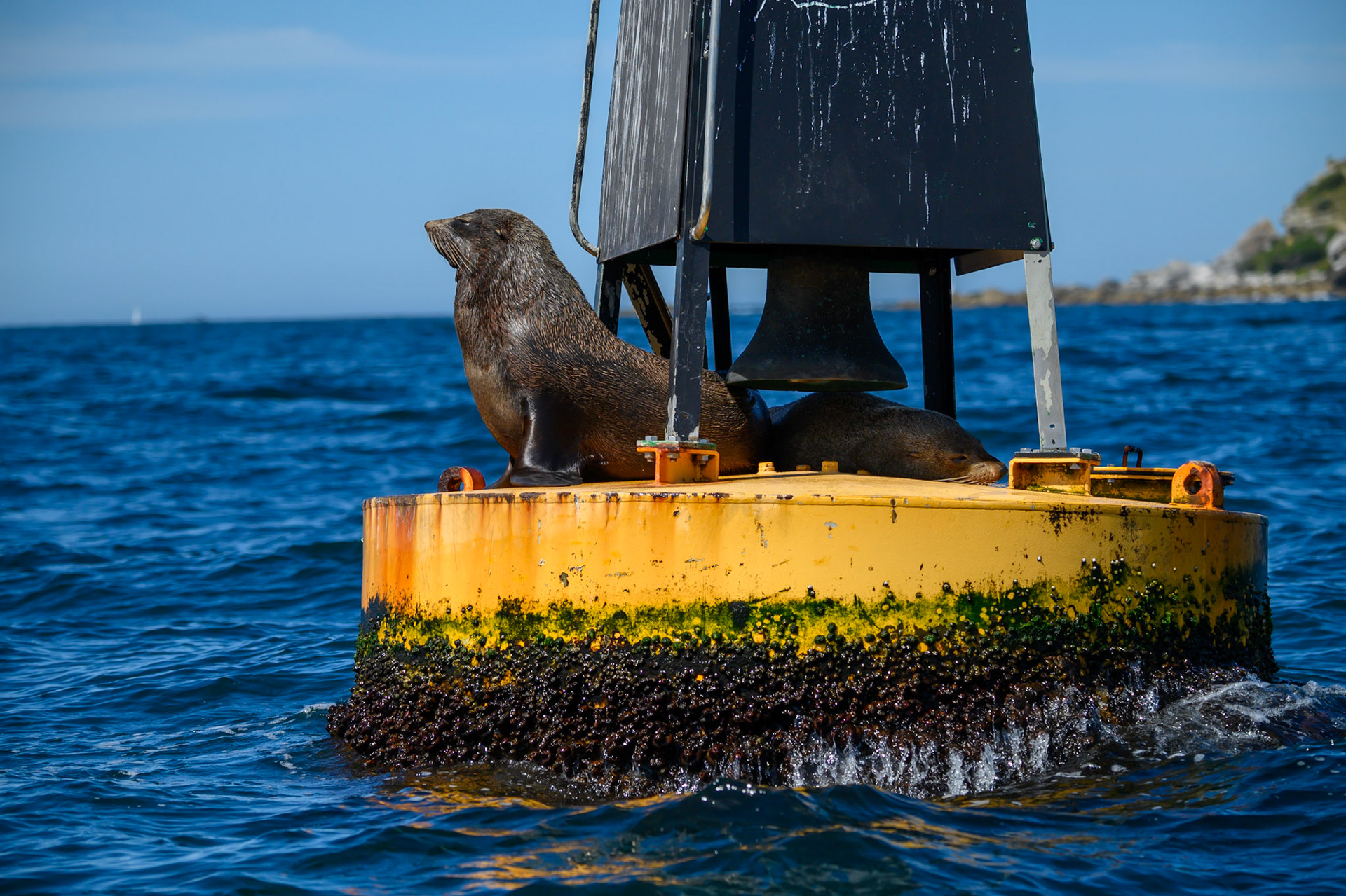 Wildlife Seal photo JonWest.Photography