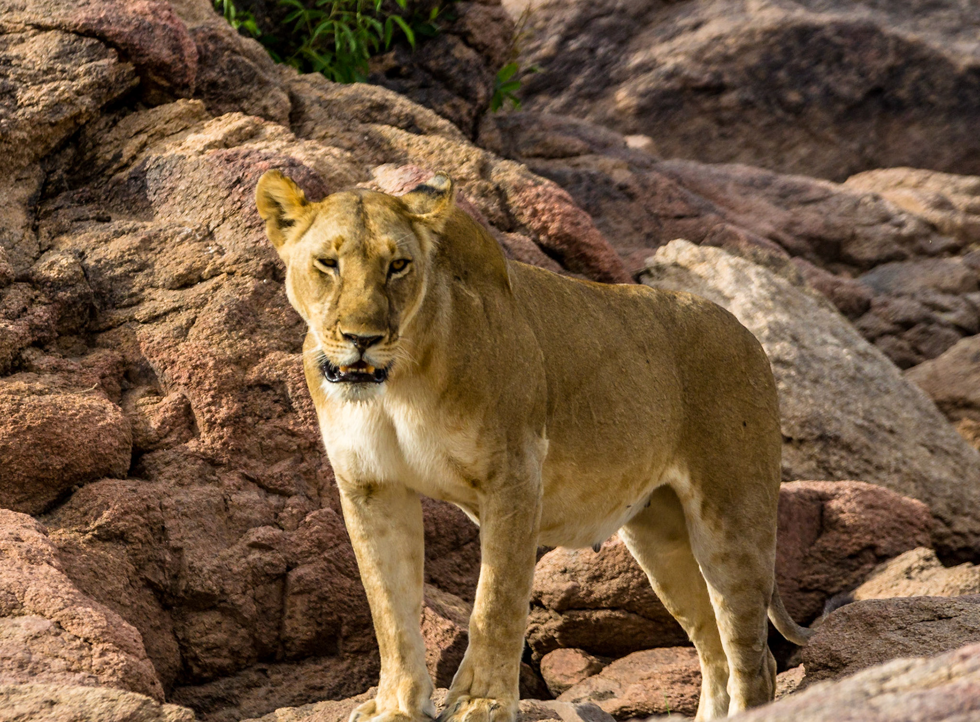My favourite lion shot, Grumeti River, Tanzania