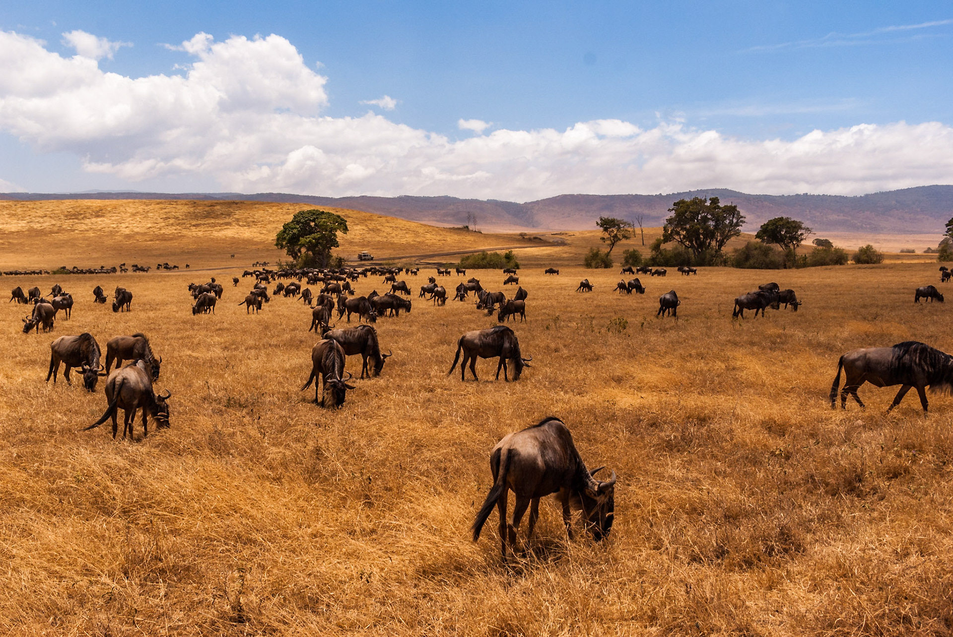 the first sighting of "massed" numbers of Wildebeest, Ngorogoro Crater, Tanzania