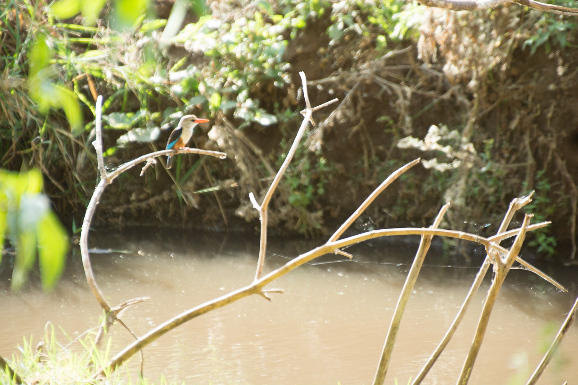 Beautiful coloured birds - Lake Manyara