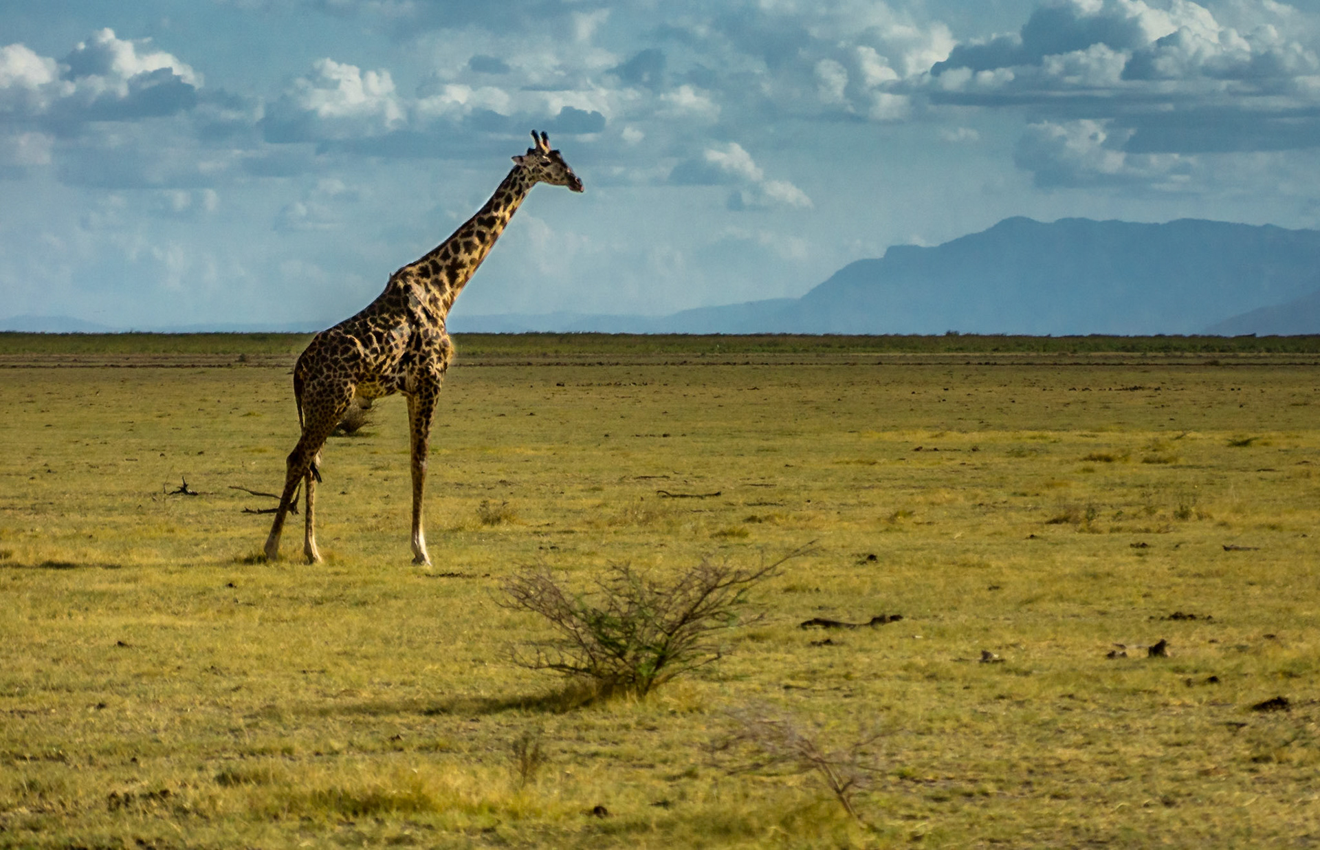 Giraffe on the open plains of Lake Manyara Salt Flats