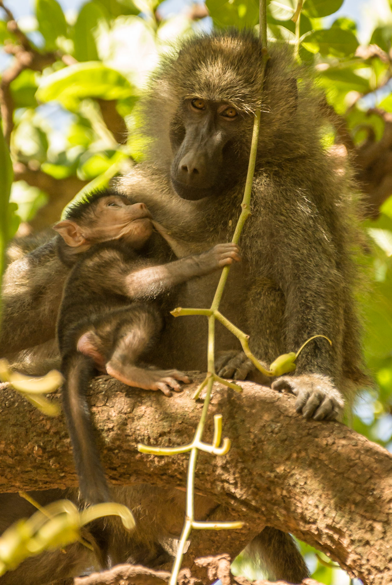 Mother & baby Baboon