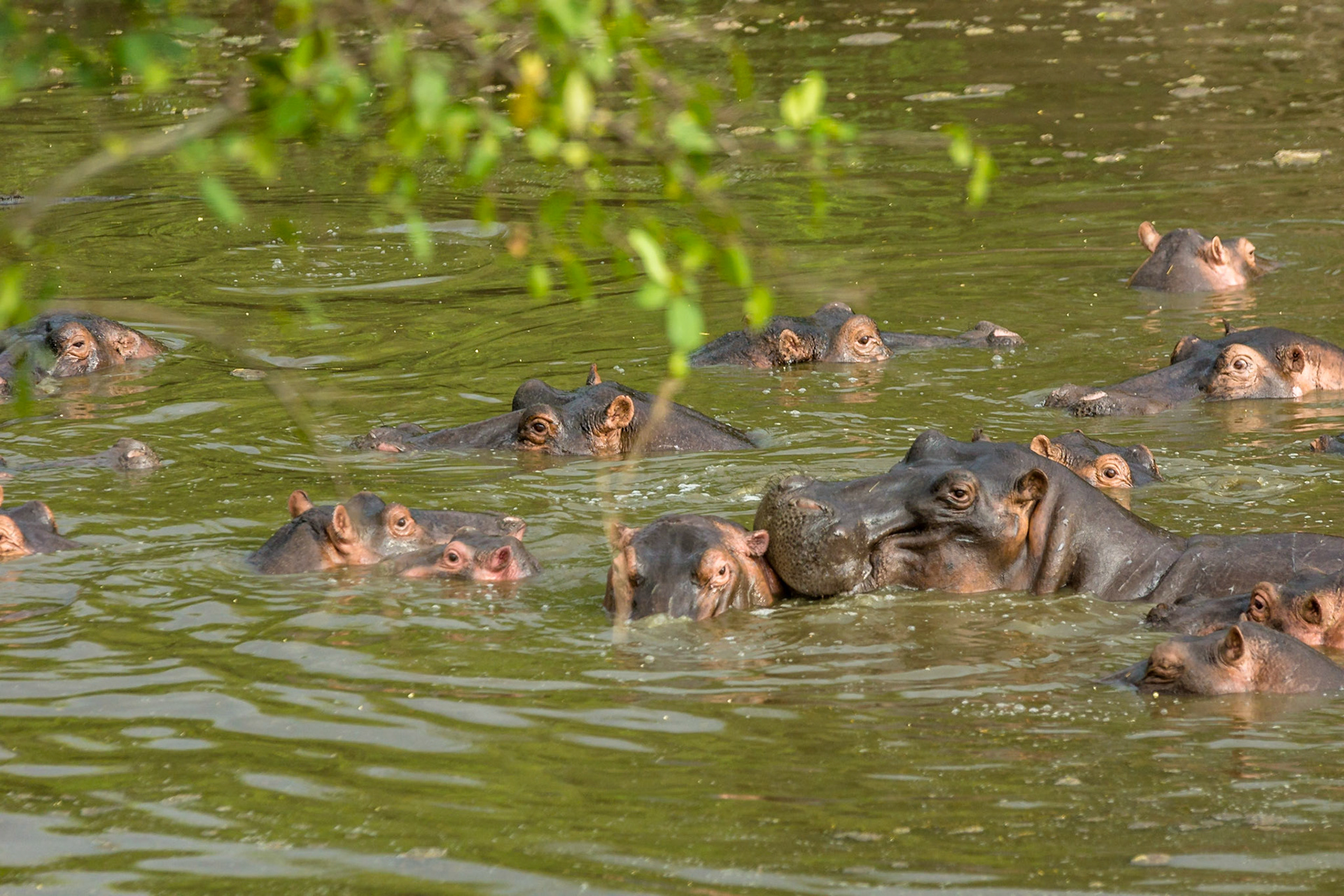 Bit of Hippo grooming before we go to eat?