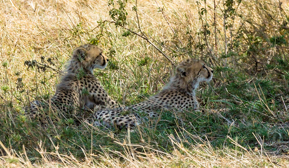 Cubs learning the benefit of staying alert even at an early age.