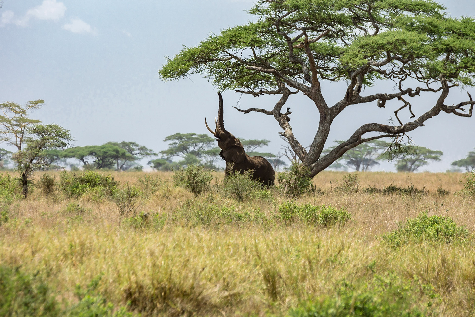 Classic African shot, Elephant reaching into the tree