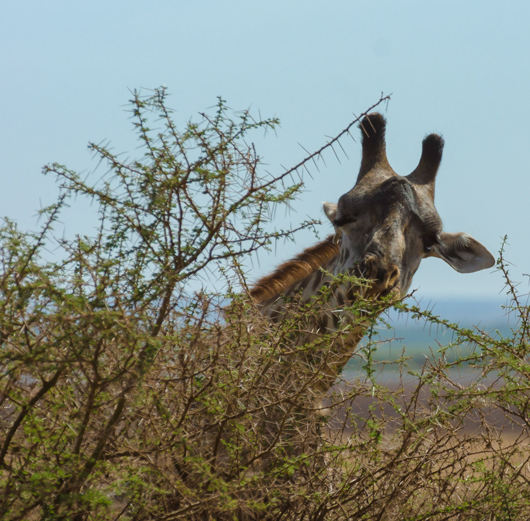 Thornier the better for Giraffes