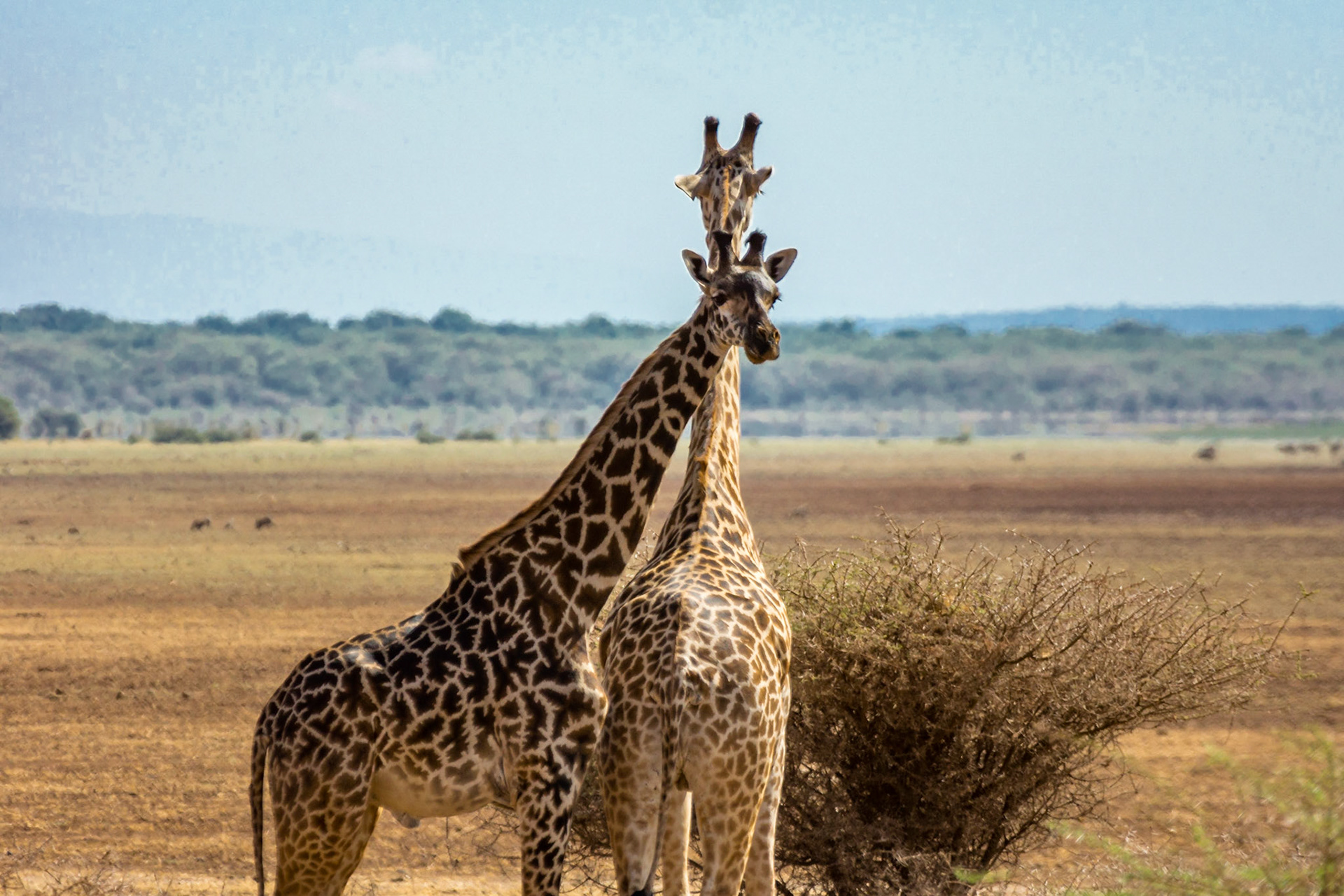 Was it an itch or a tender moment between these two?