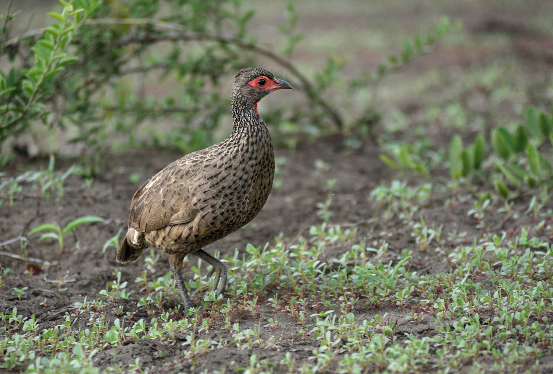 Swainson's Spurfowl