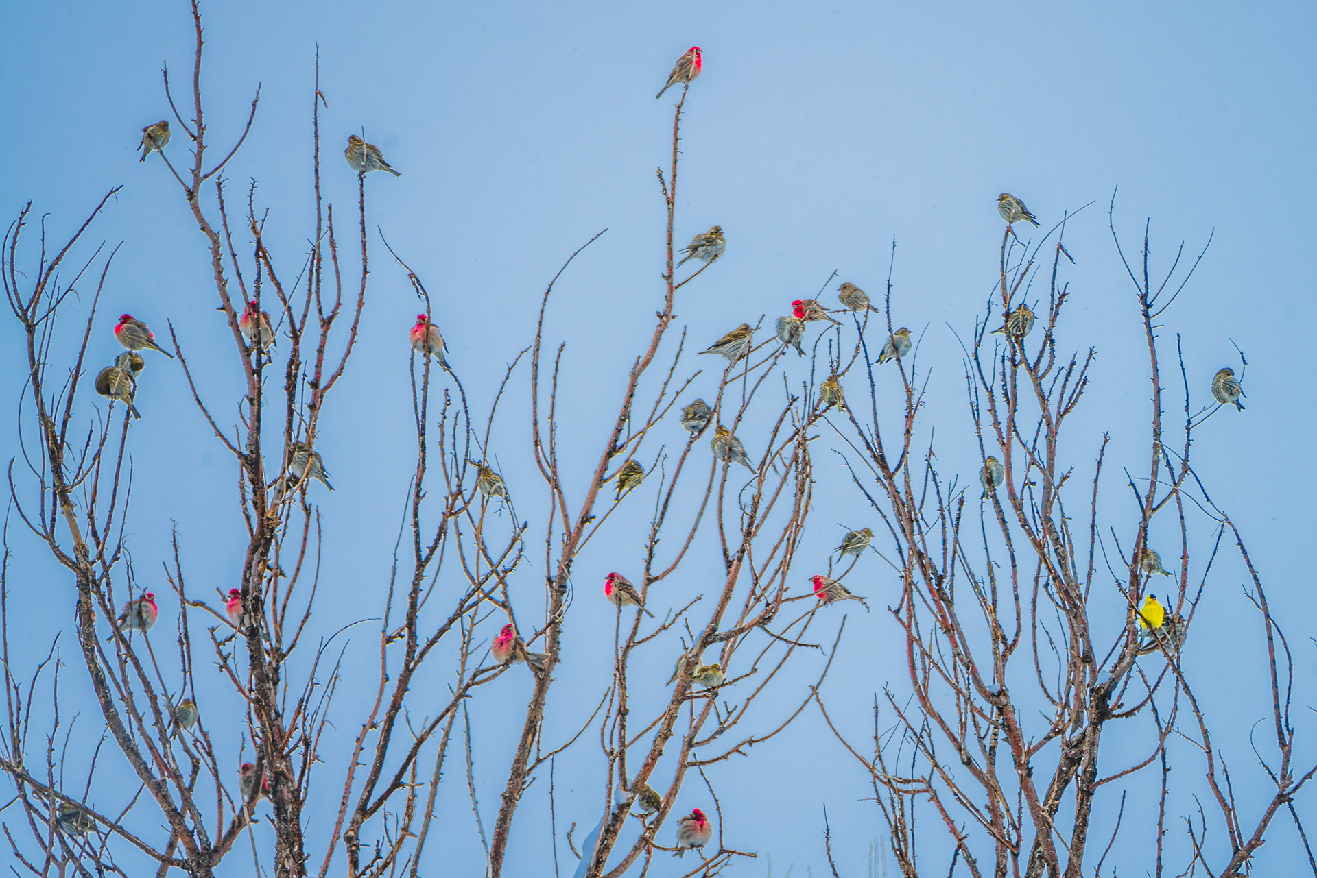 Pine Siskin, House Finches, and a Goldfinch