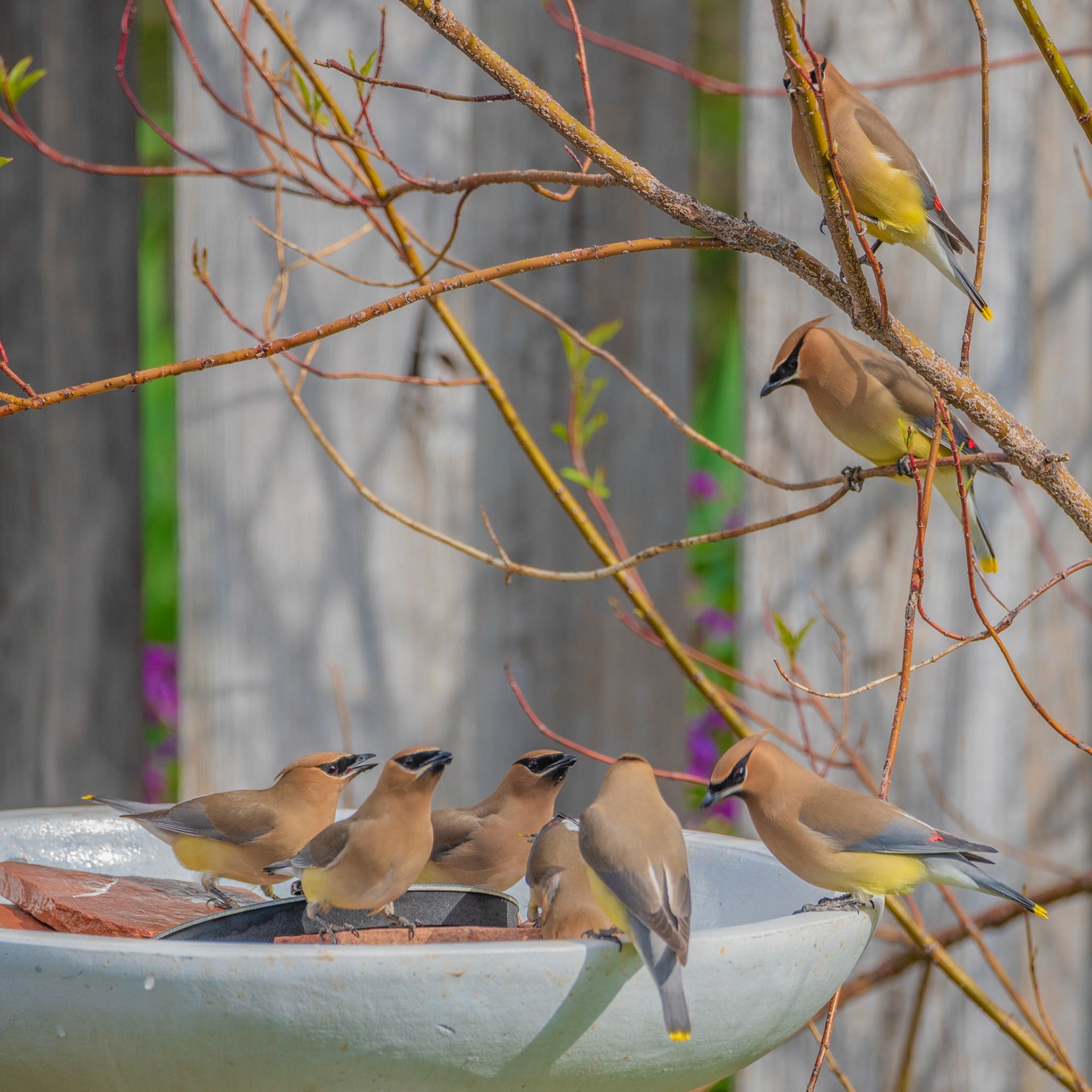 Cedar waxwings