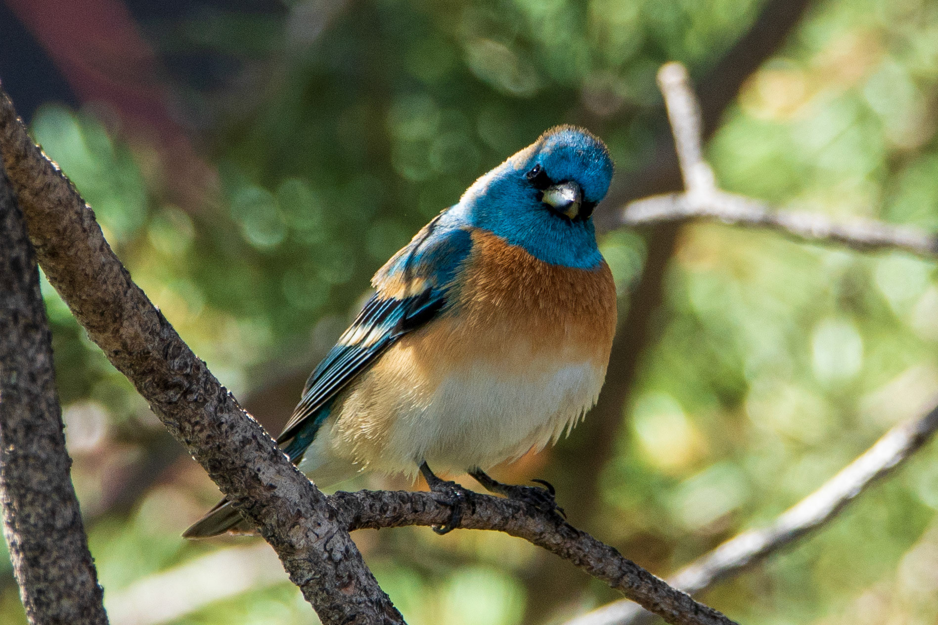 Lazuli bunting
