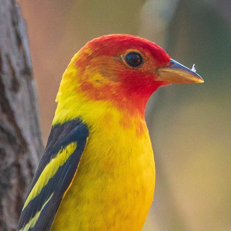 Western Tanager