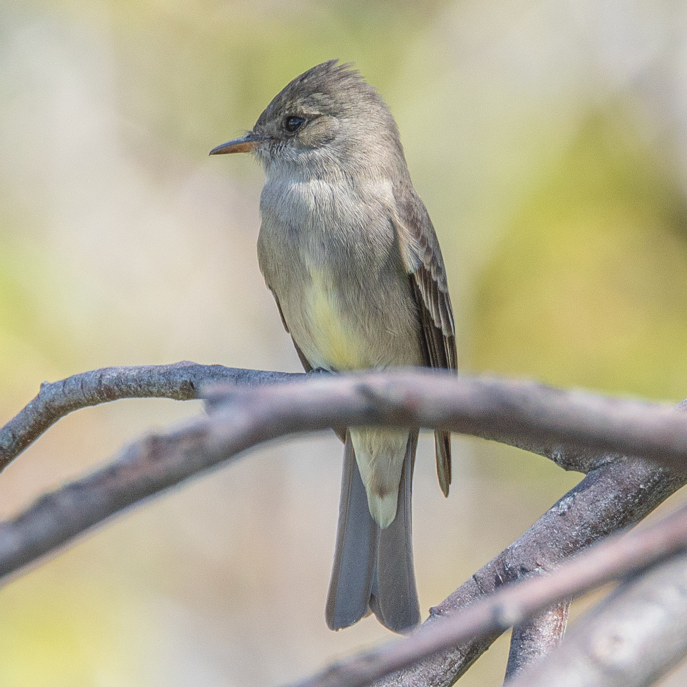 Western Wood Pewee