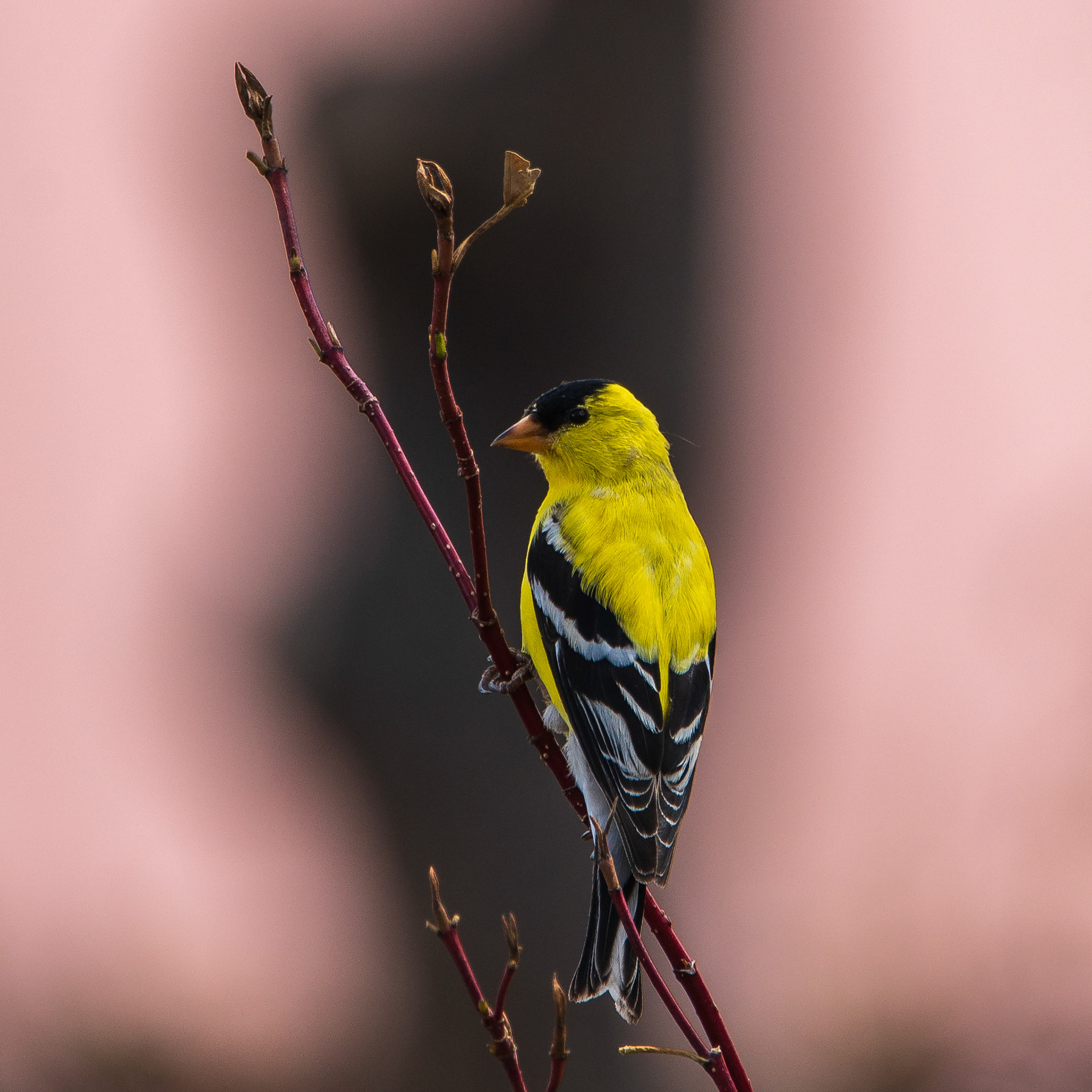 American Goldfinch