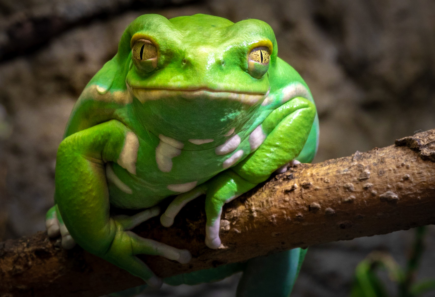 Phyllomedusa sauvagii, commonly known as the waxy monkey tree frog, is a species of frog in the family Hylidae. It is native to South America, where it occurs in Argentina, Bolivia, Paraguay and Brazil.