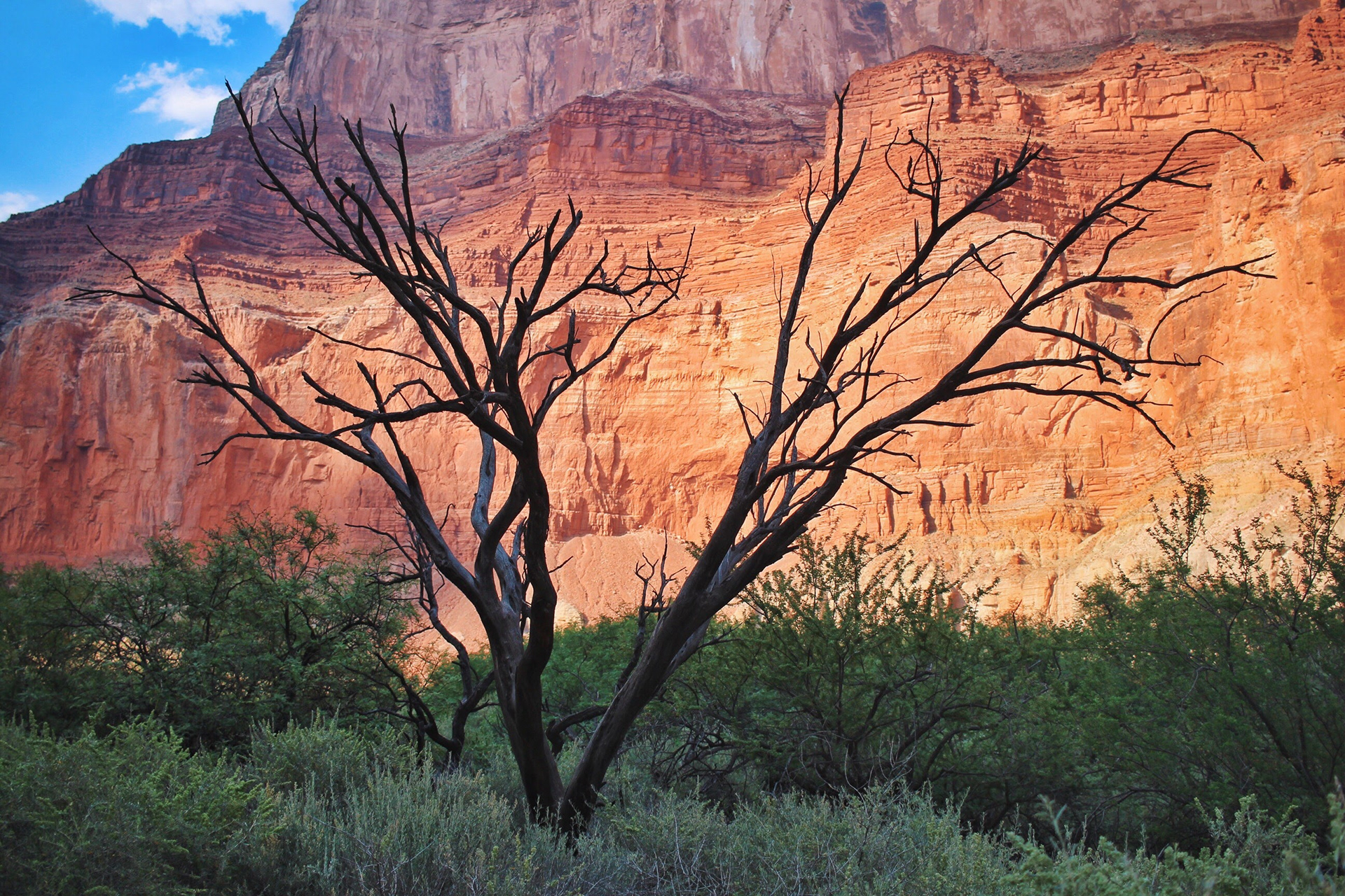A dead tree against a fiery orange Grand Canyon wall.