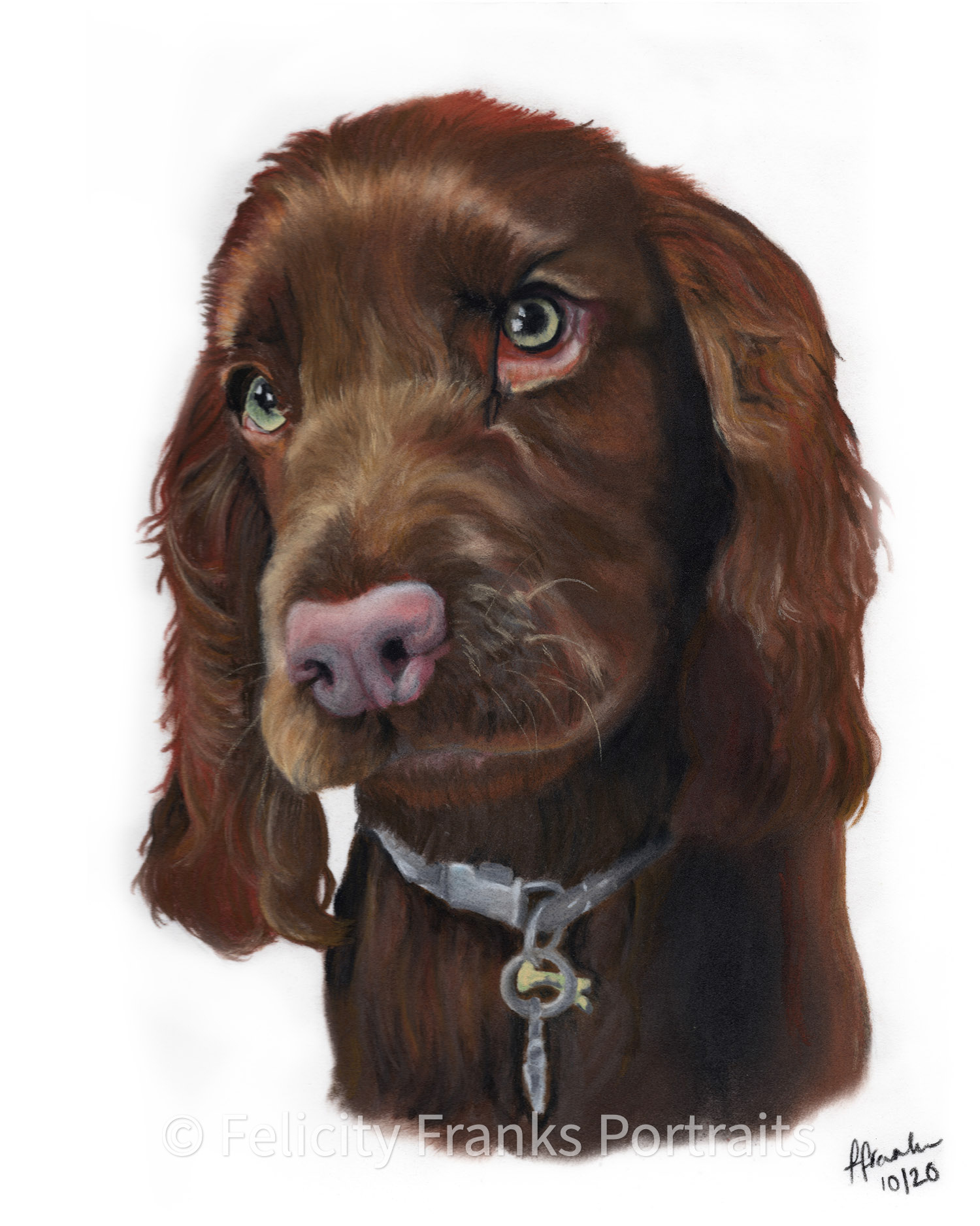 Penny - Field Spaniel - 24 x 30cm Portrait in Pastels