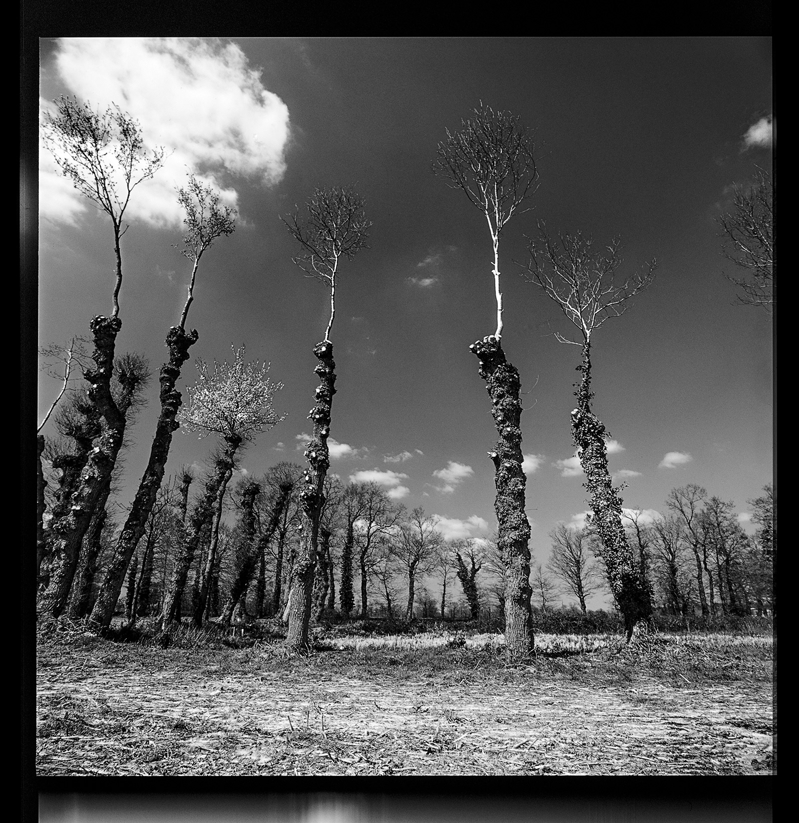 des Abres Bretons