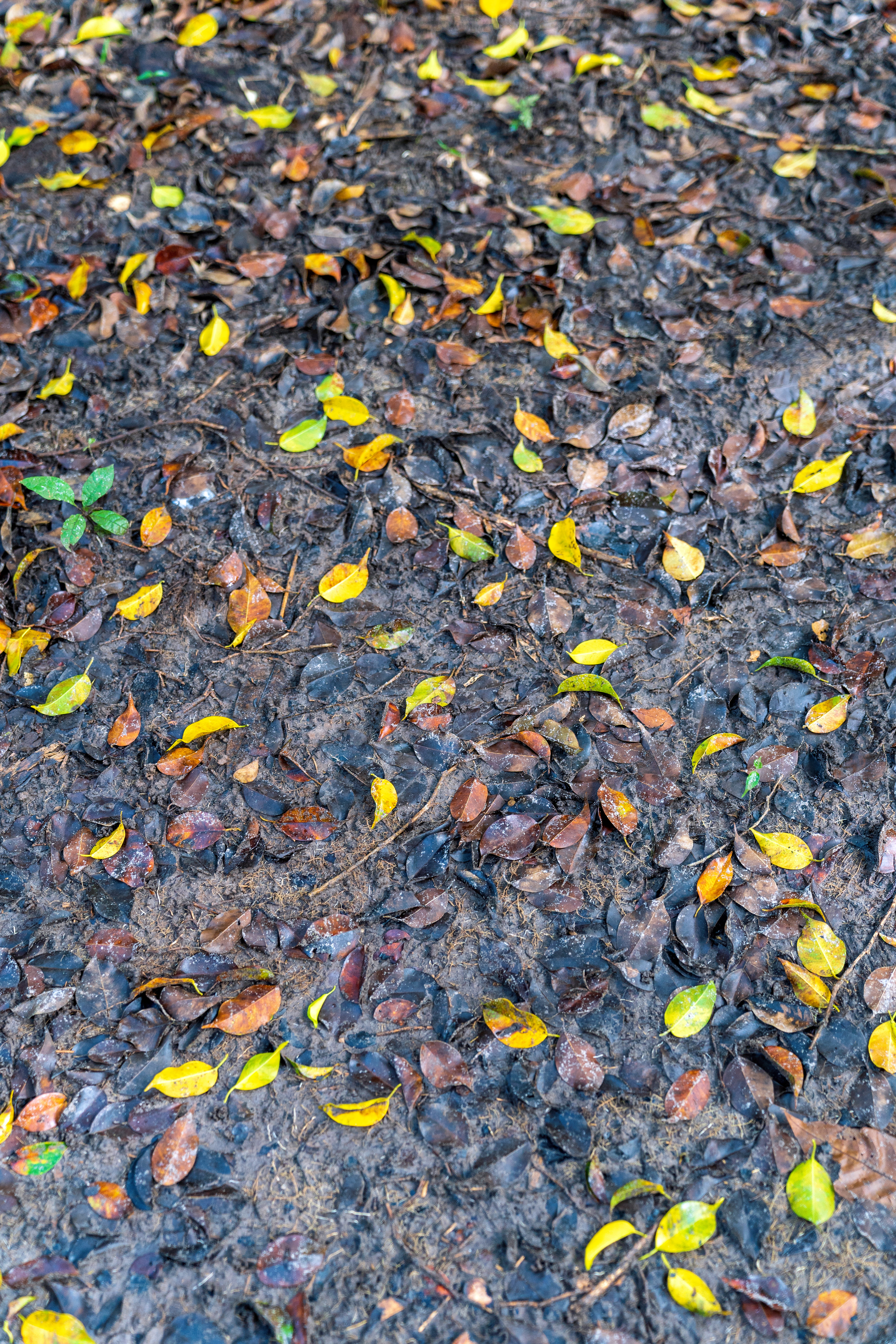 Wet rotting leaves that accumulate of rubber trees on the ground. for background and textured_02