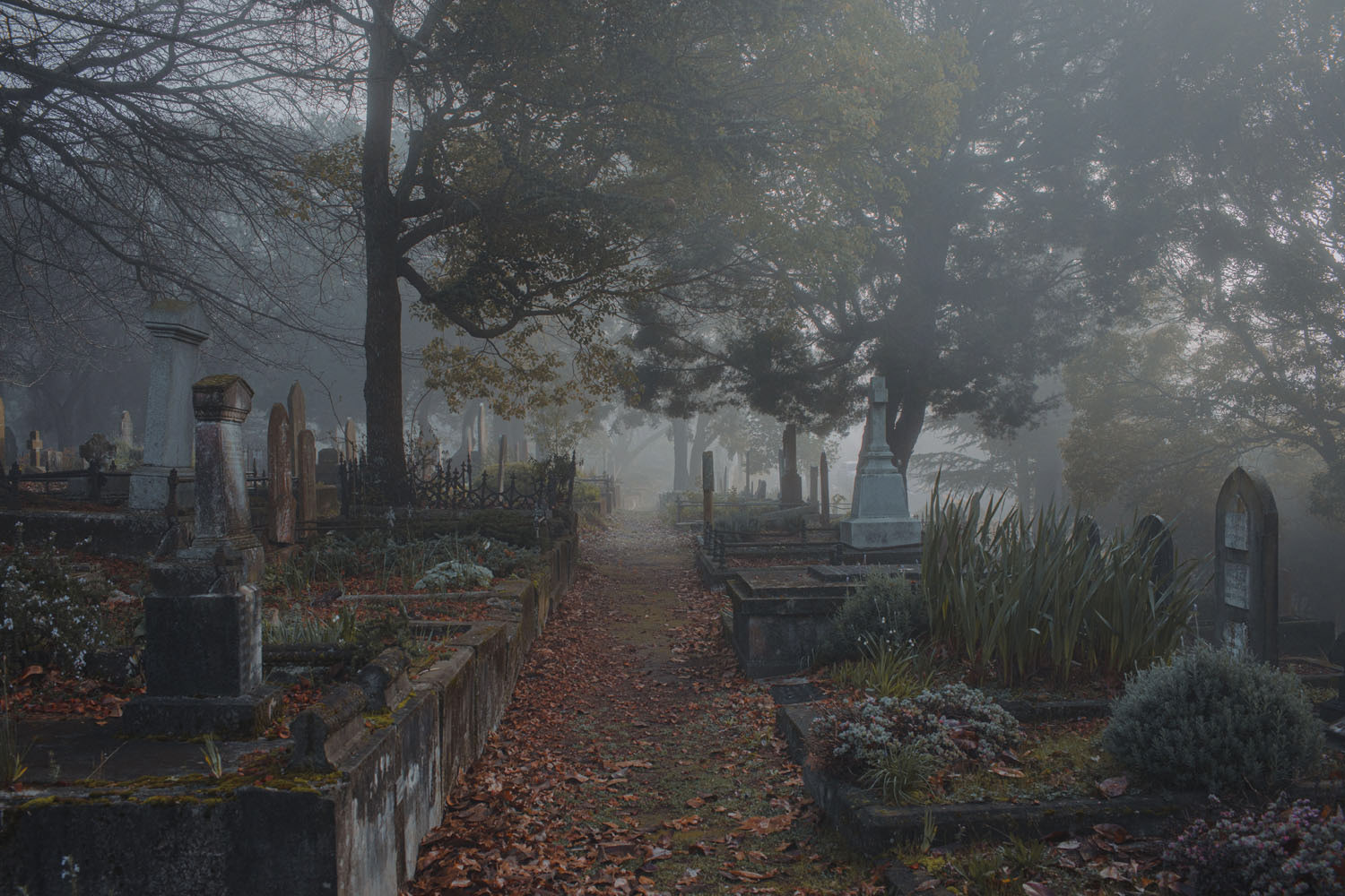 Looking through the fog at Napier's historical cemetery in the Botanical Gardens