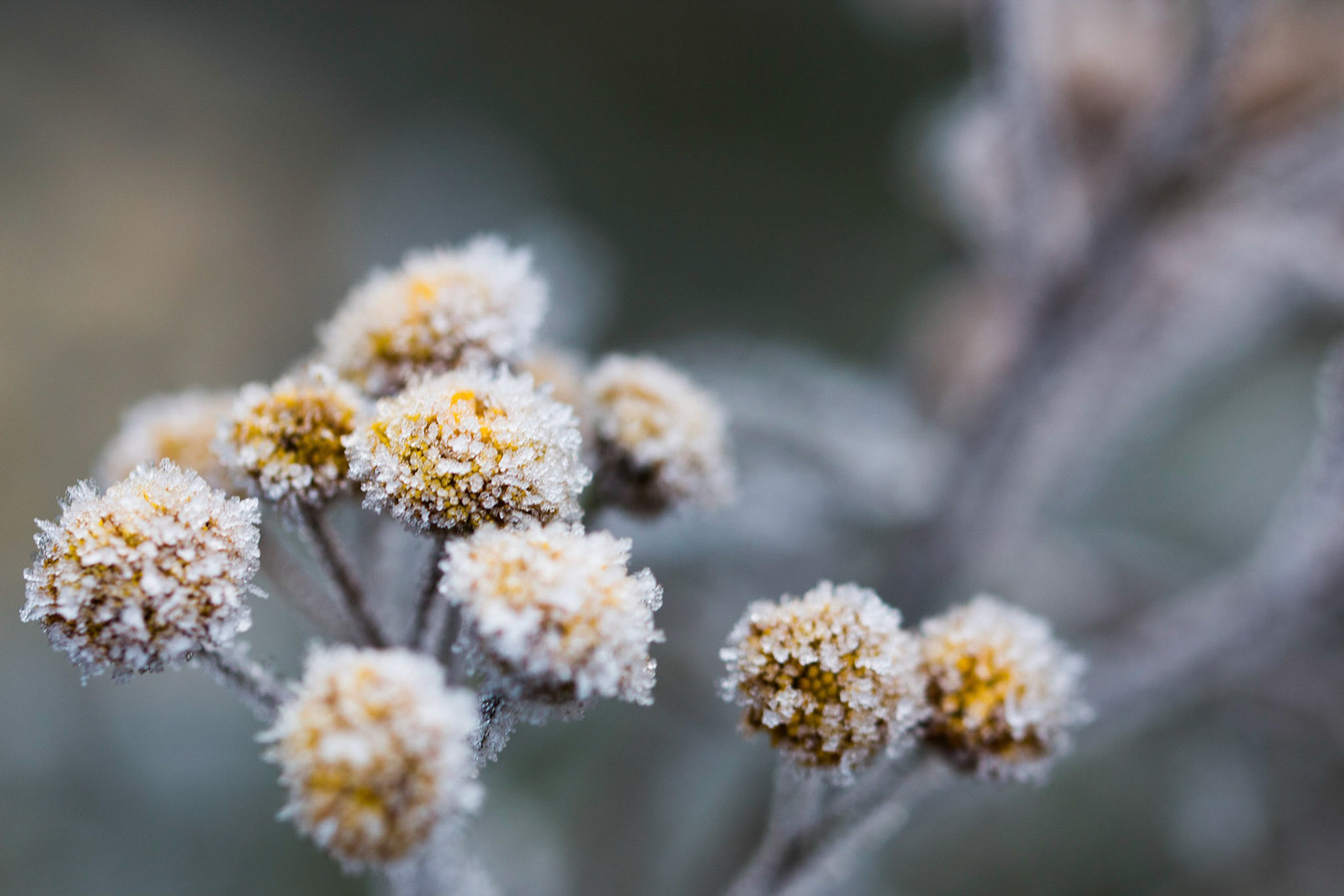 Frost