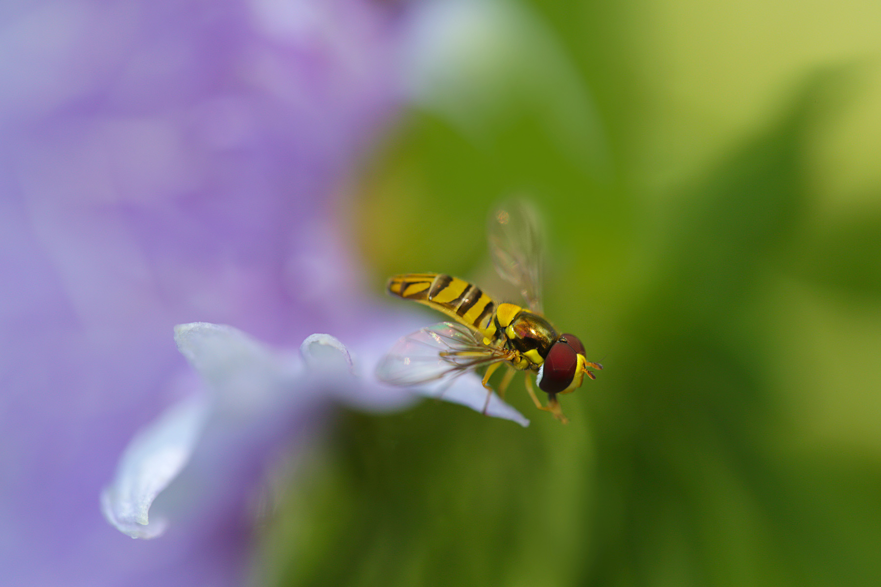 Flying on a Purple Petal