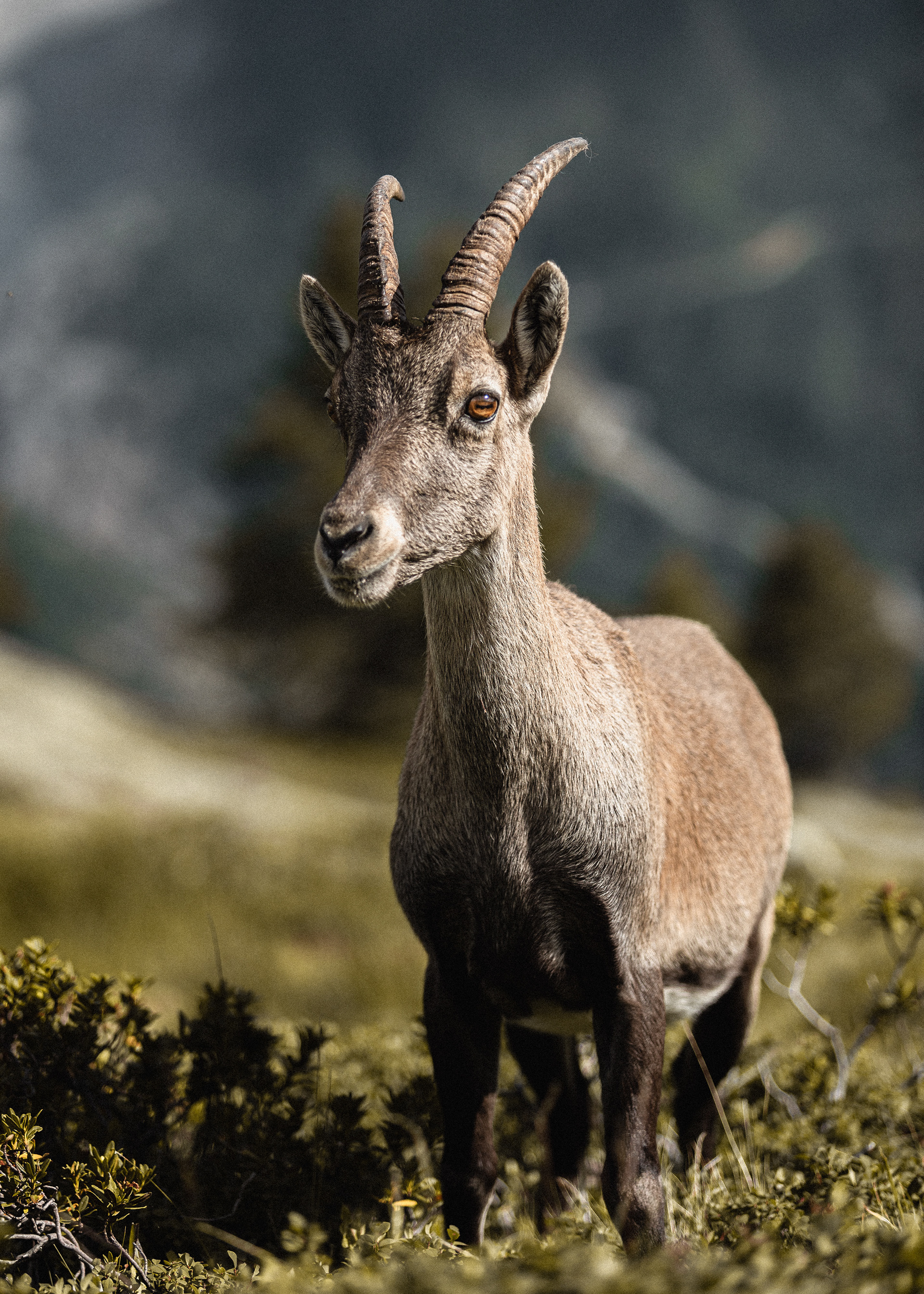 UTMB 2019