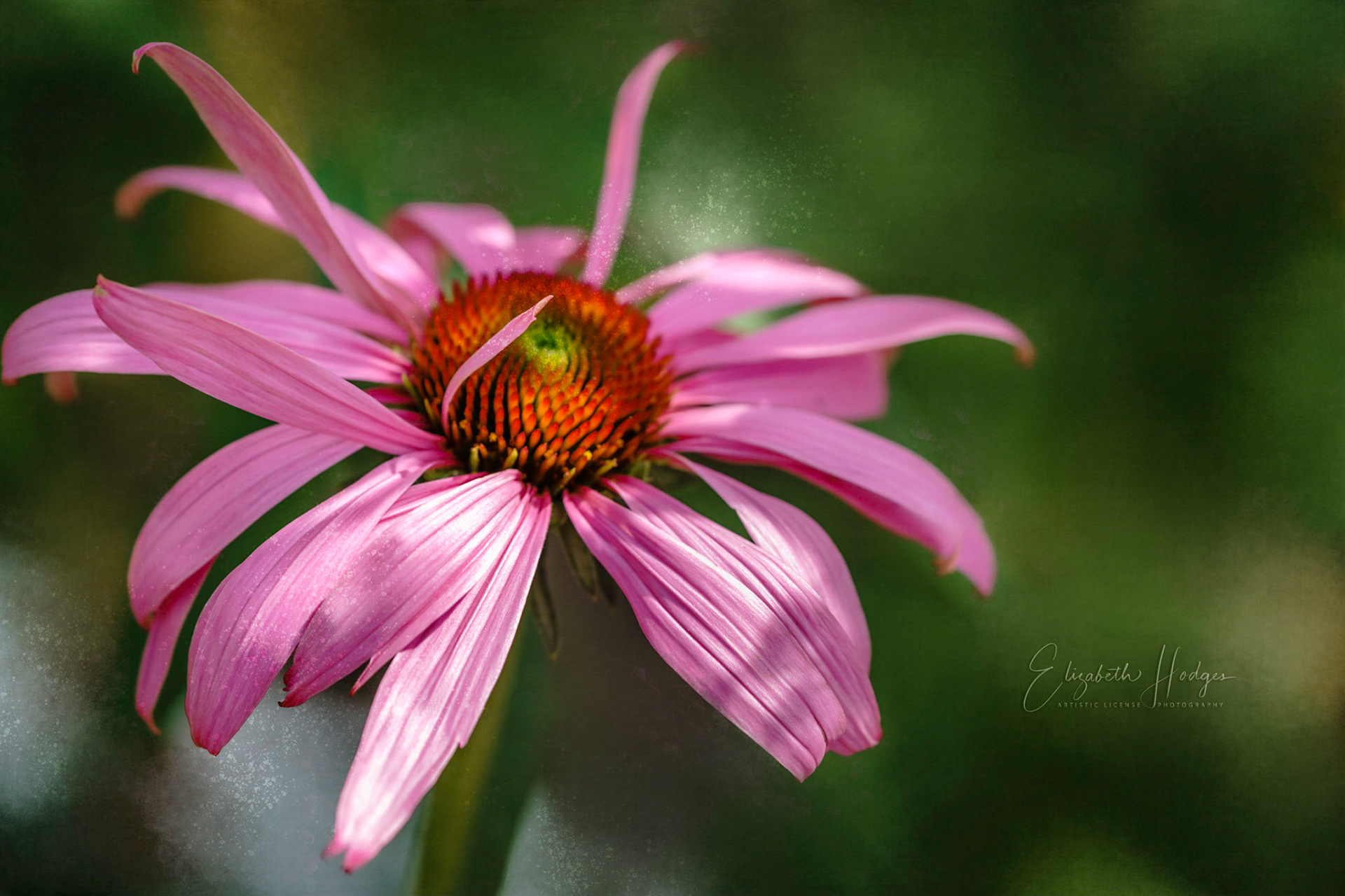 Quirky Petals