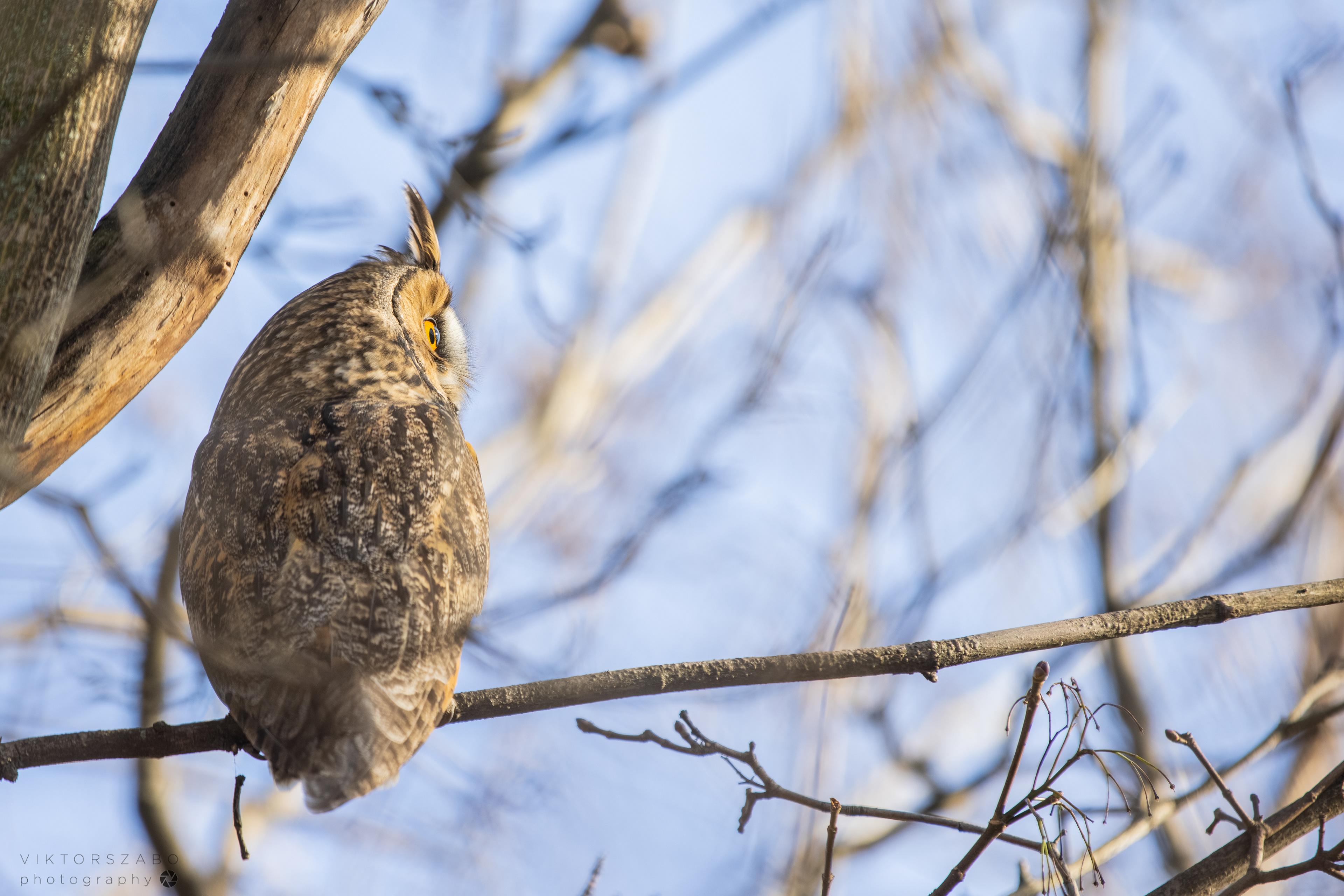LONG-EARED OWL/ASIO OTUS, SLOVAKIA