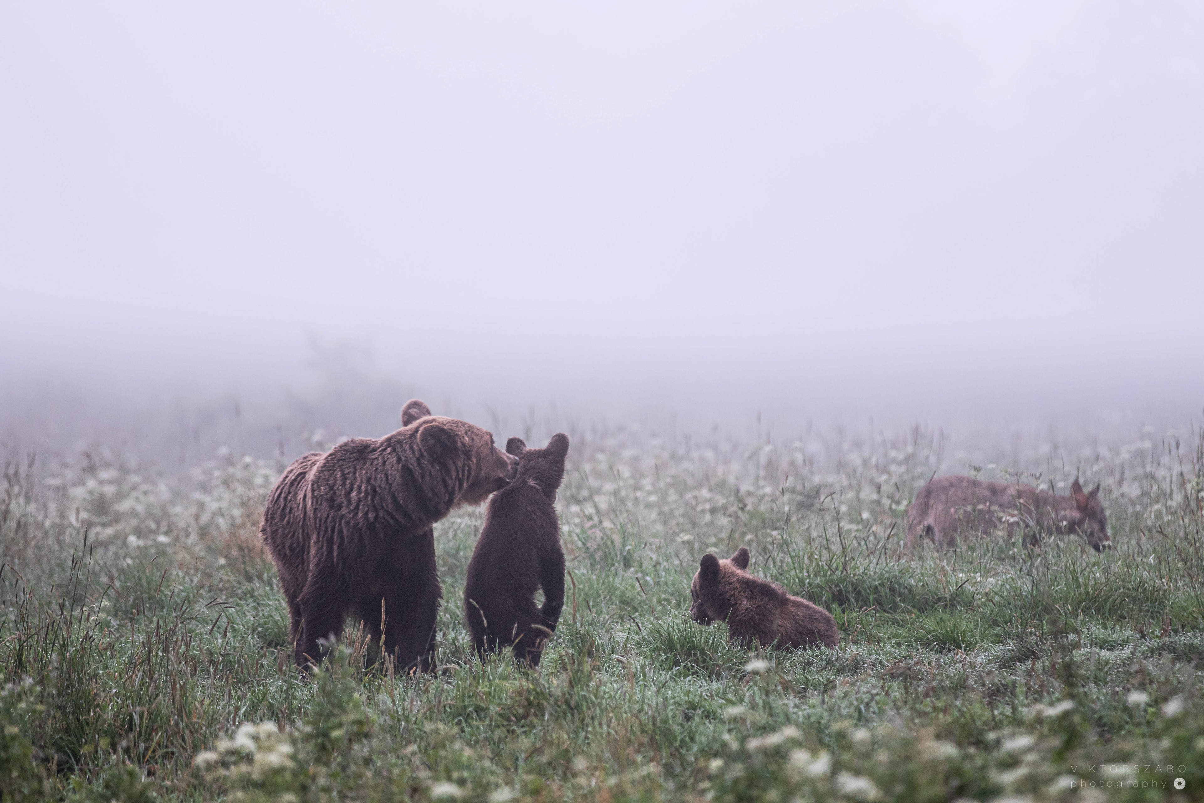 GREY WOLF/CANIS LUPUS AND BROWN BEAR/URSUS ARCTOS, POLAND