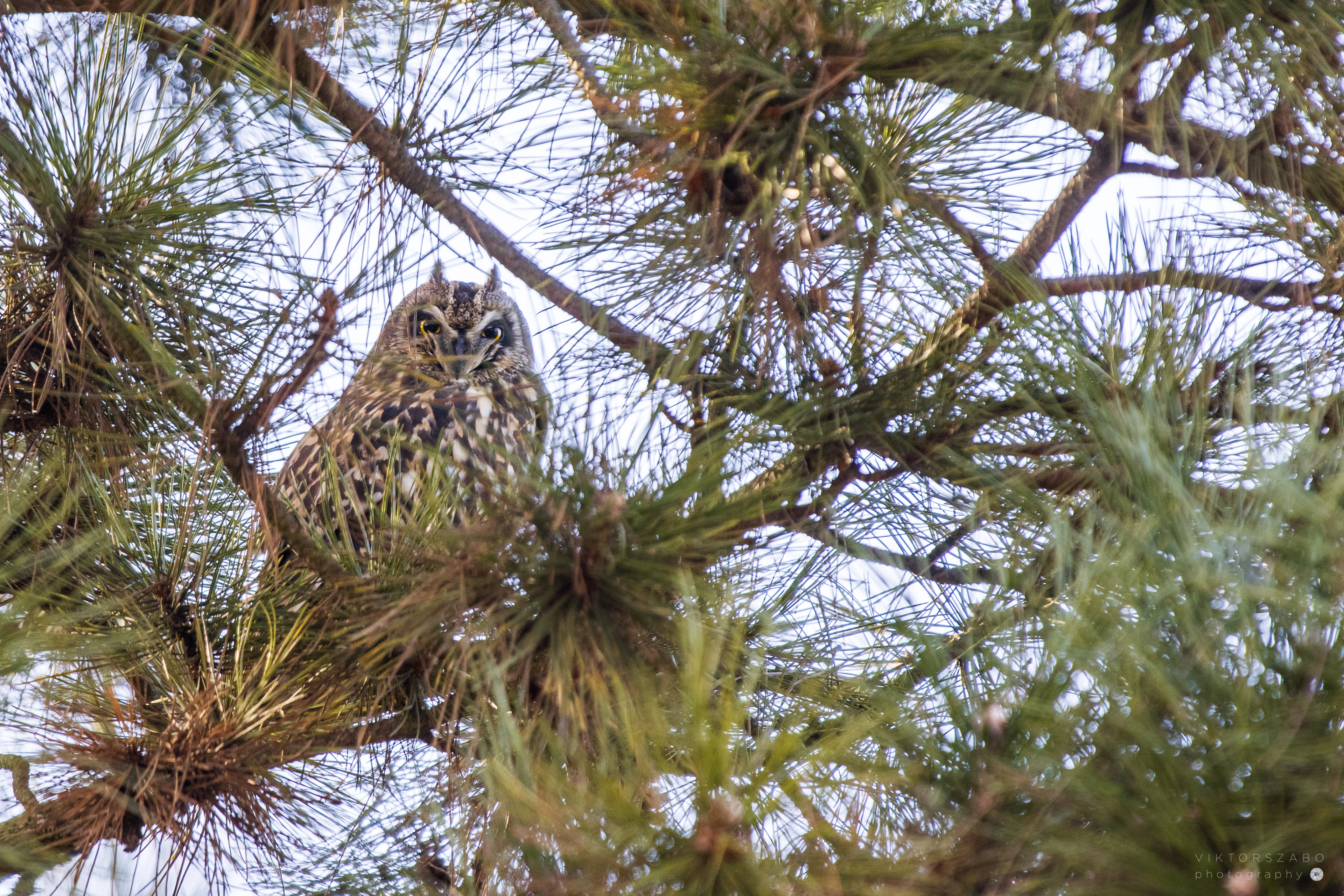 SHORT-EARED OWL/ASIO FLAMMEUS, SLOVAKIA