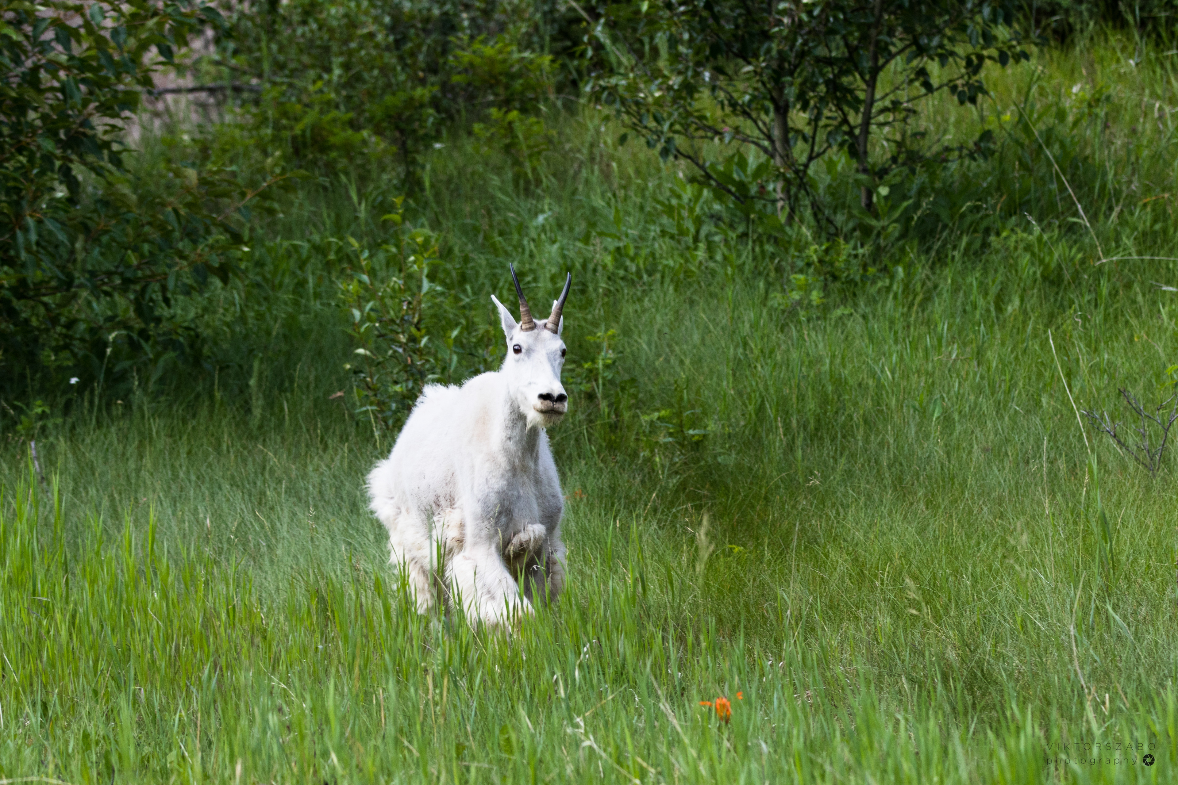 MOUNTAIN GOAT/OREAMNOS AMERICANUS, CANADA
