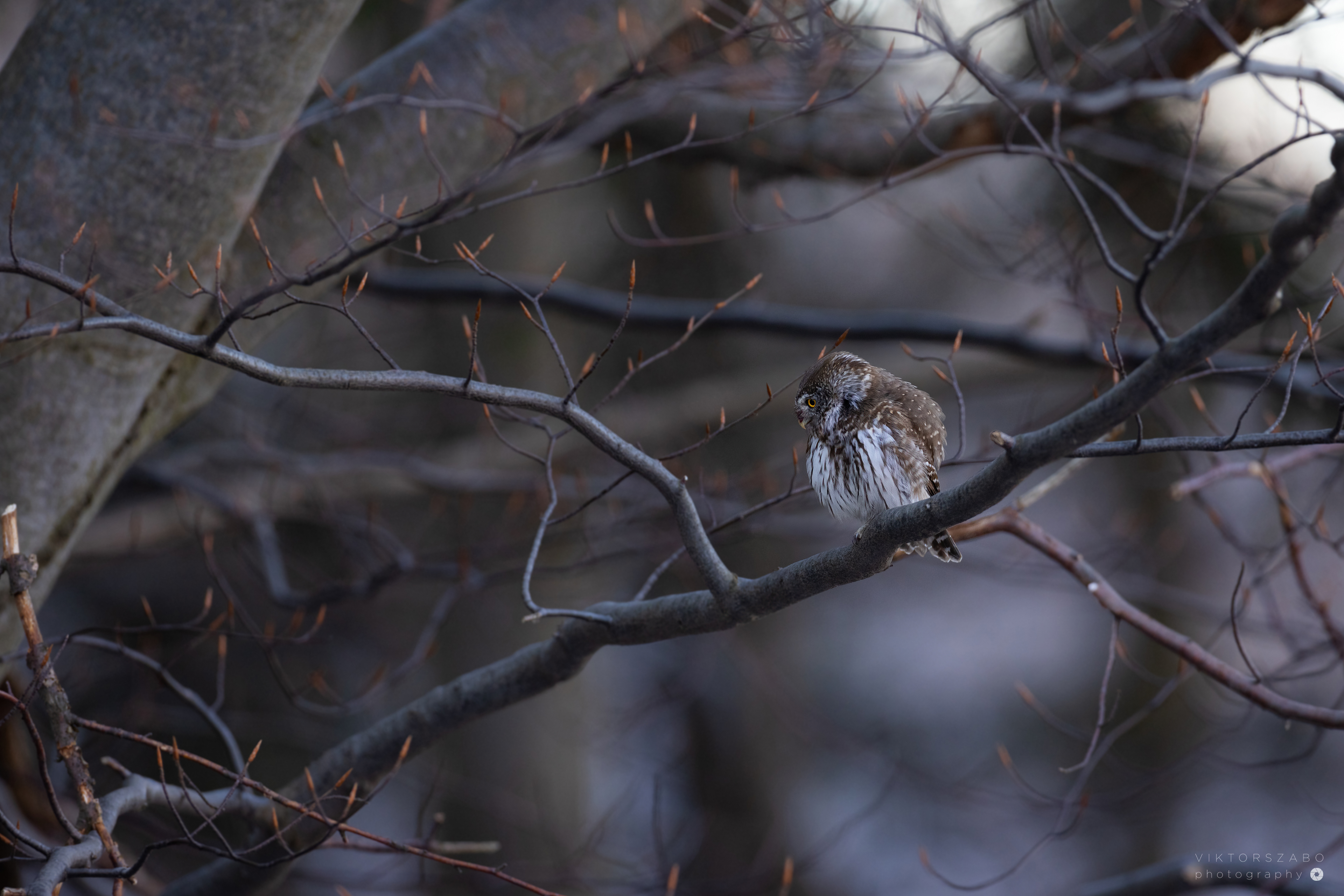 EURASIAN PYGMY OWL/GLAUCIDIUM PASSERINUM, SLOVAKIA