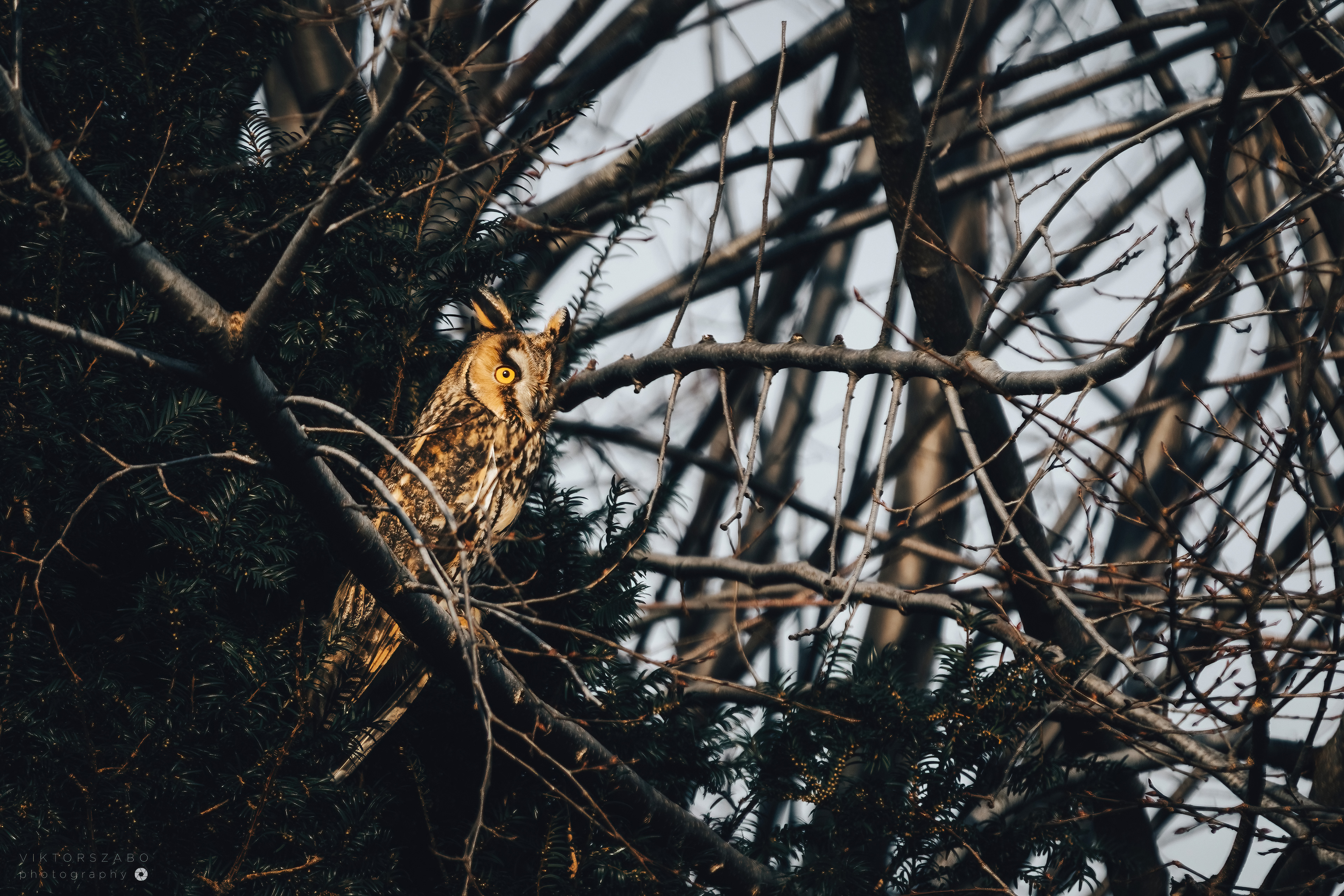 LONG-EARED OWL/ASIO OTUS, SLOVAKIA